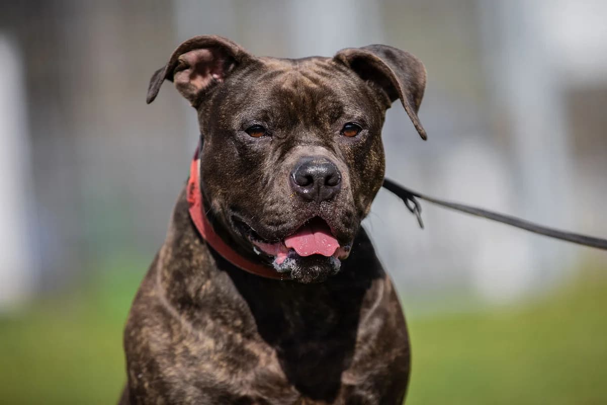 Letty, female English Bulldog for adoption at Tierheim Braunschweig, Braunschweig photo 4