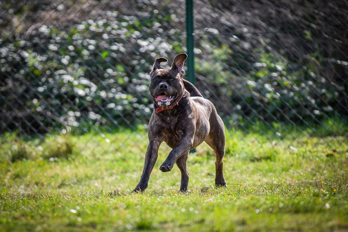 Letty, female English Bulldog for adoption at Tierheim Braunschweig, Braunschweig photo 5