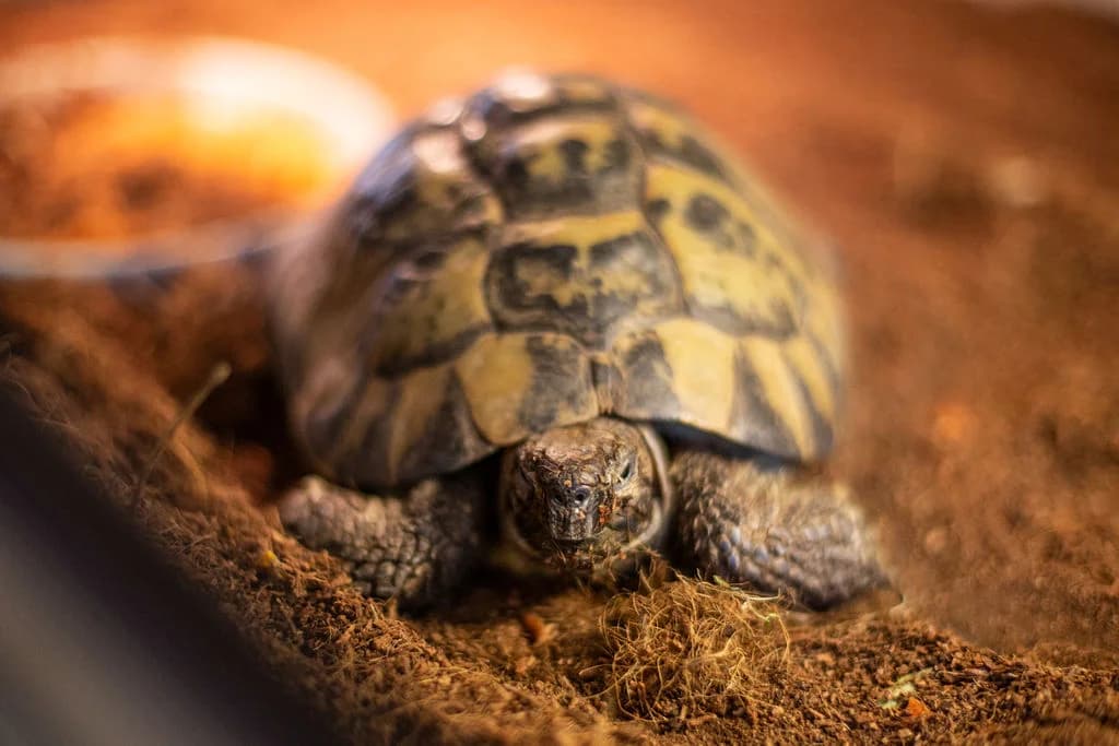 Griechische Landschildkröten,  mixed breed for adoption at Tierheim Braunschweig, Braunschweig