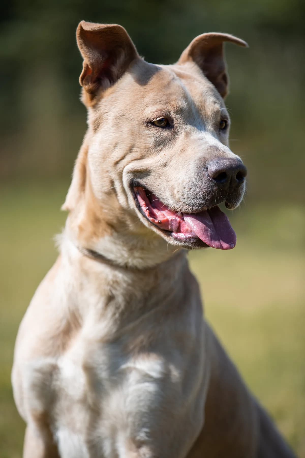 Pascha, male senior Mixed Breed for adoption at Tierheim Braunschweig, Braunschweig
