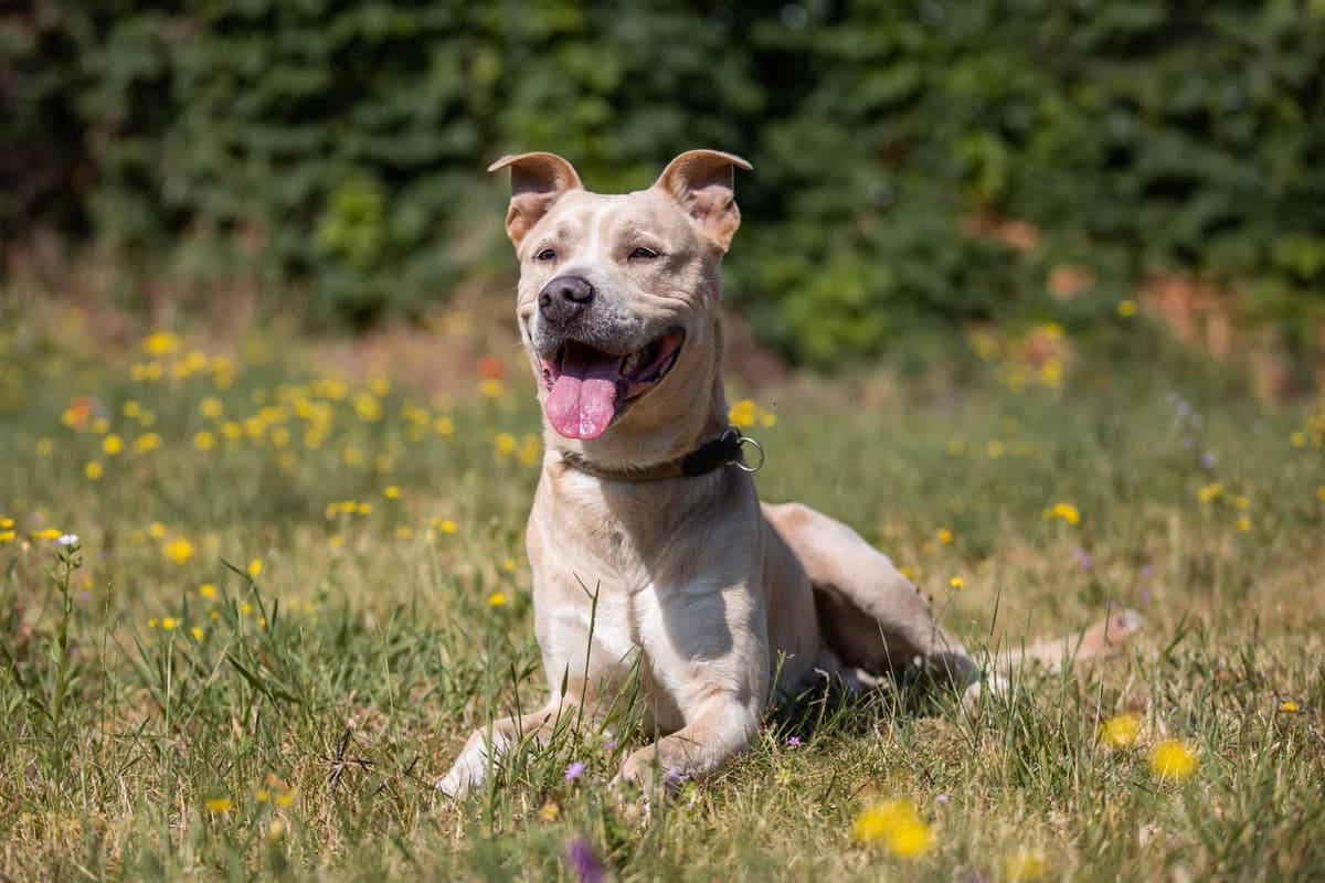 Pascha, male Mixed Breed for adoption at Tierheim Braunschweig, Braunschweig photo 2