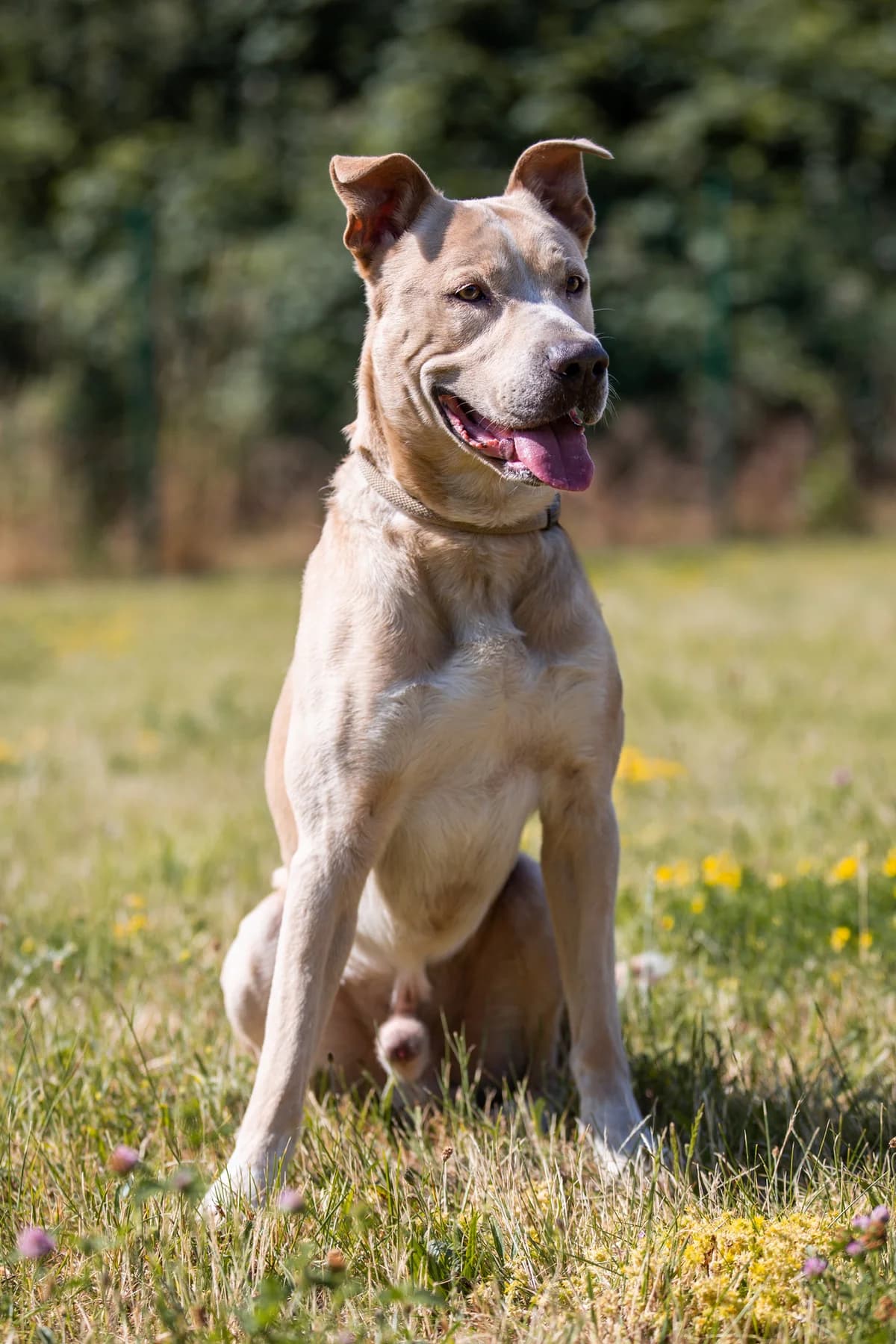 Pascha, male Mixed Breed for adoption at Tierheim Braunschweig, Braunschweig photo 3