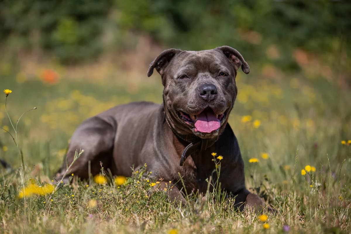 Günter, male Mixed Breed for adoption at Tierheim Braunschweig, Braunschweig photo 2