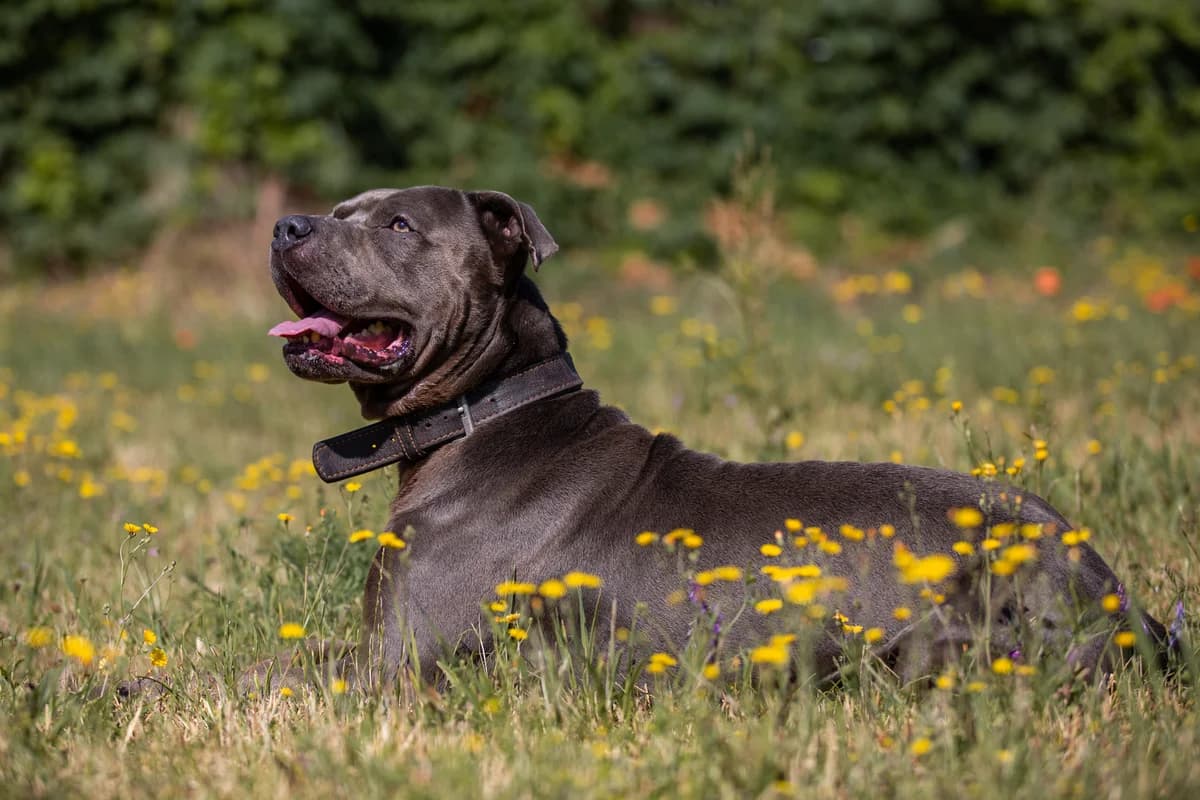 Günter, male Mixed Breed for adoption at Tierheim Braunschweig, Braunschweig photo 3