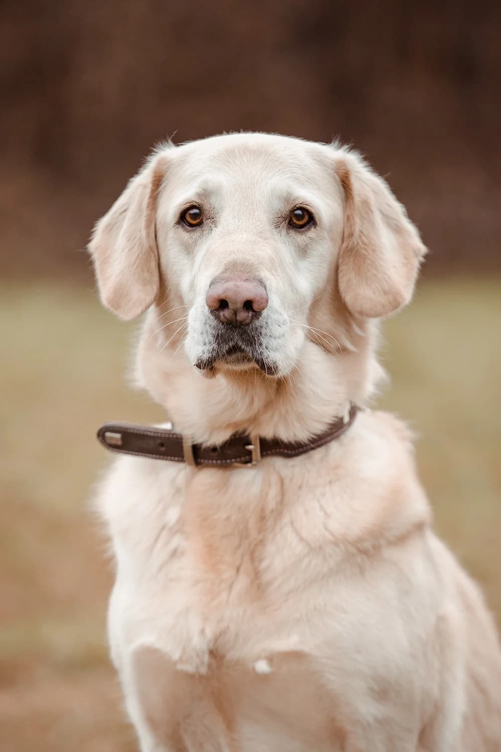 Pascha, male senior Golden Retriever for adoption at Tierheim Braunschweig, Braunschweig