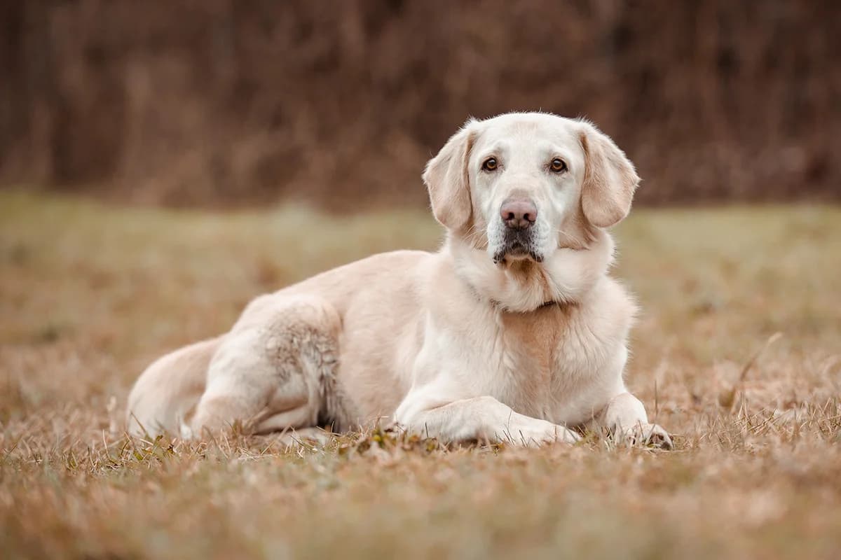 Pascha, male Golden Retriever for adoption at Tierheim Braunschweig, Braunschweig photo 2