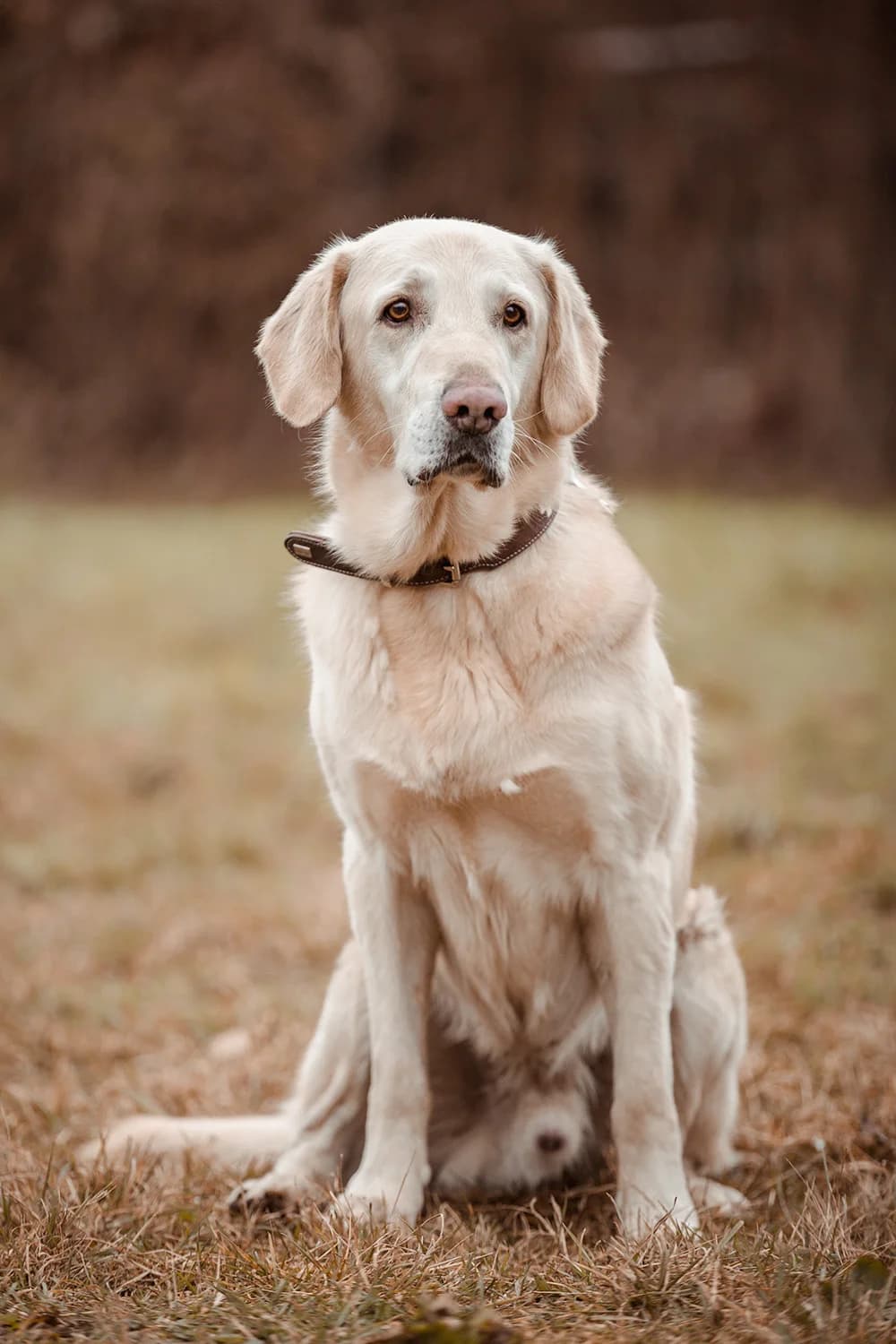 Pascha, male Golden Retriever for adoption at Tierheim Braunschweig, Braunschweig photo 3