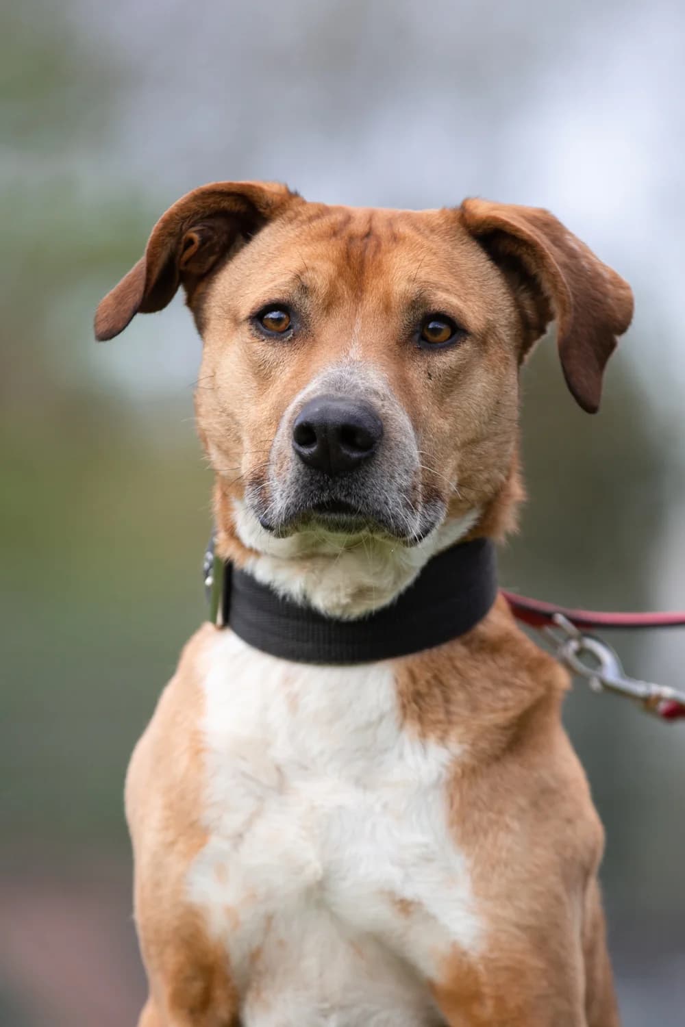 Ben, male Rhodesian Ridgeback for adoption at Braunschweig