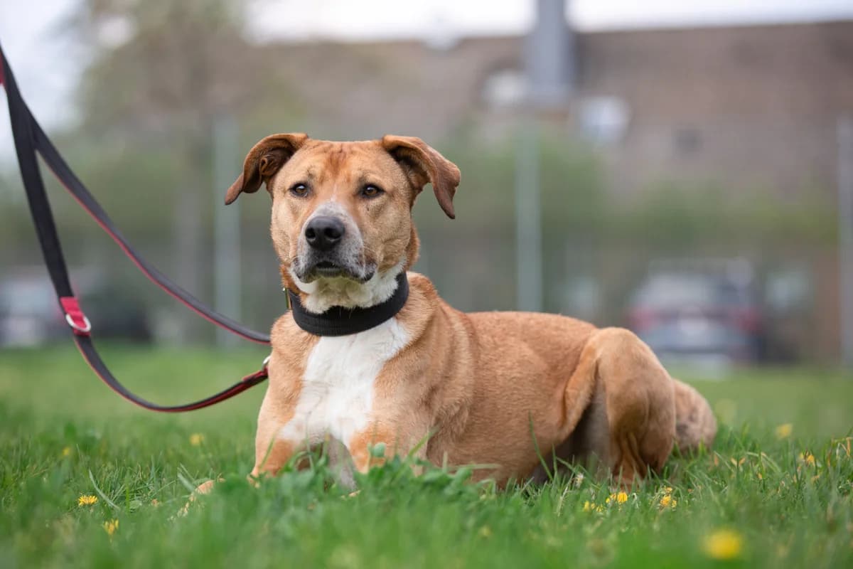 Ben, male Rhodesian Ridgeback for adoption at Tierheim Braunschweig, Braunschweig photo 2