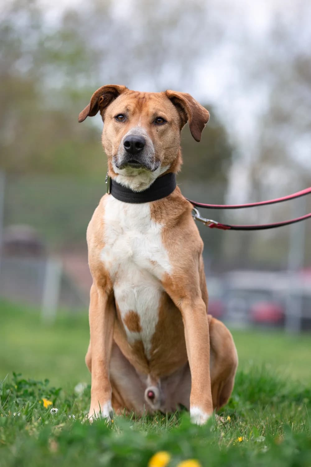 Ben, male Rhodesian Ridgeback for adoption at Tierheim Braunschweig, Braunschweig photo 3
