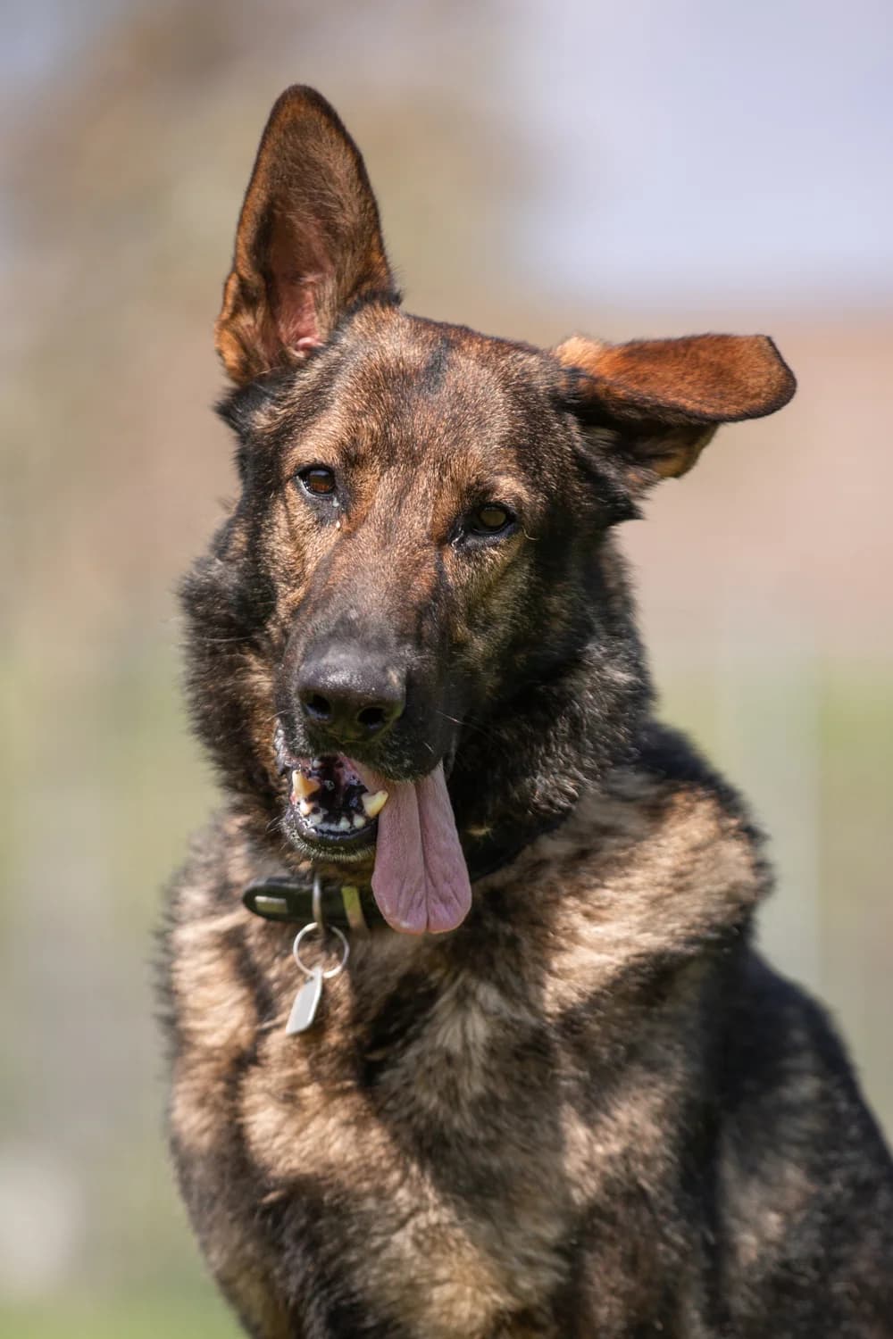 Xanto, male German Shepherd for adoption at Braunschweig