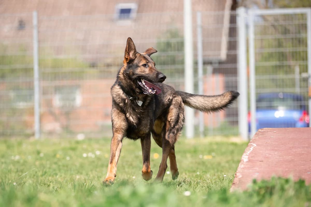 Xanto, male German Shepherd for adoption at Tierheim Braunschweig, Braunschweig photo 2