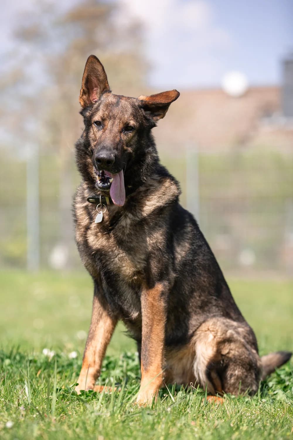 Xanto, male German Shepherd for adoption at Tierheim Braunschweig, Braunschweig photo 3