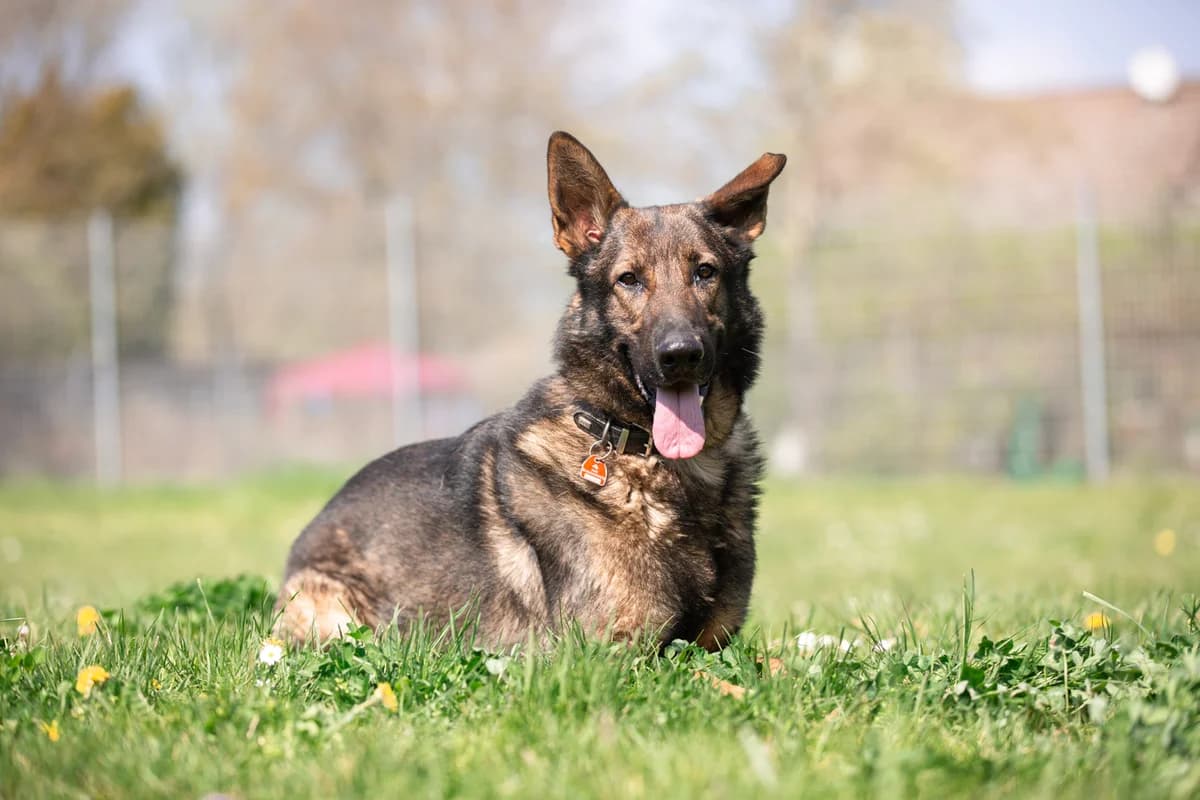 Xanto, male German Shepherd for adoption at Tierheim Braunschweig, Braunschweig photo 4