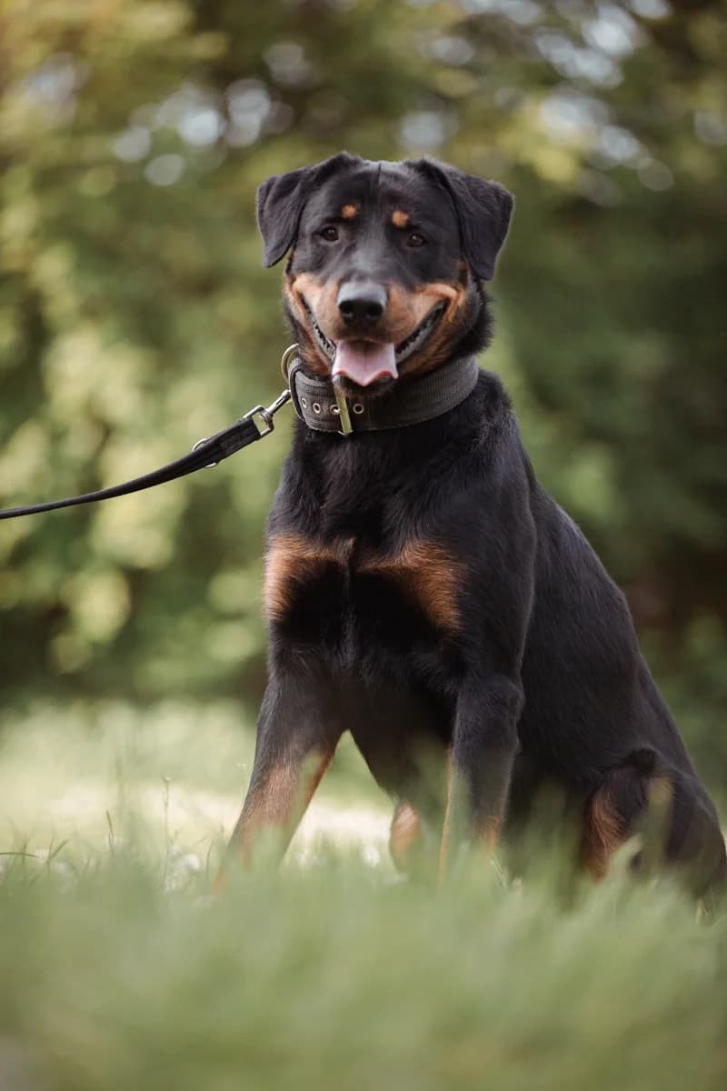 Salty, male Rottweiler for adoption at Braunschweig