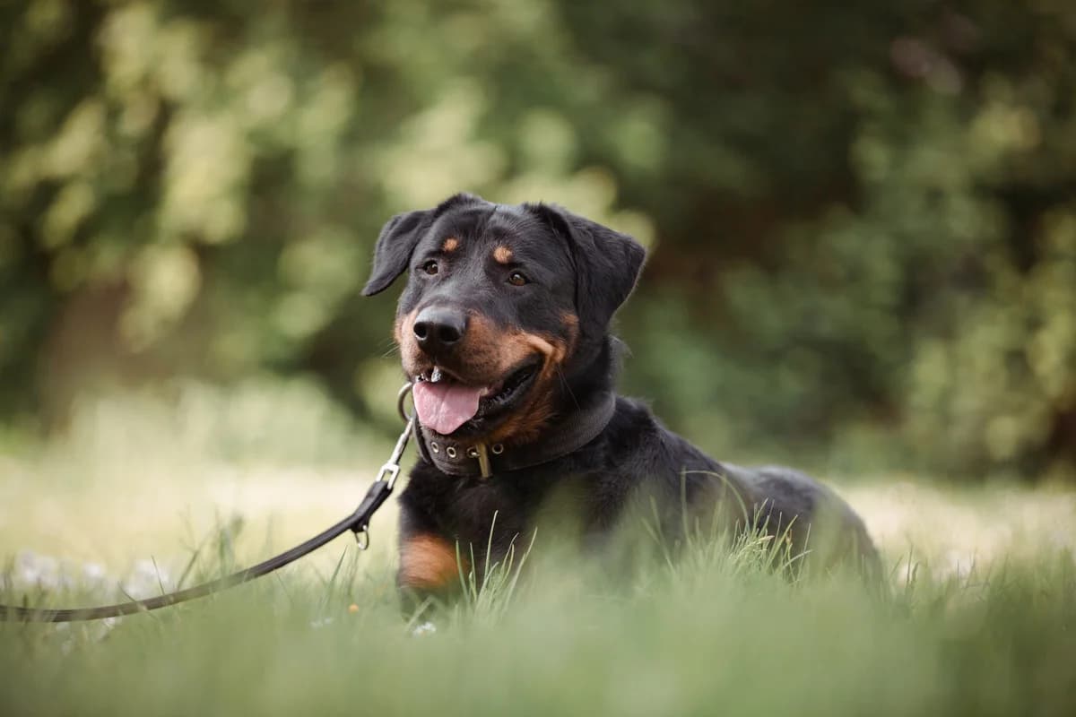 Salty, male Rottweiler for adoption at Tierheim Braunschweig, Braunschweig photo 2