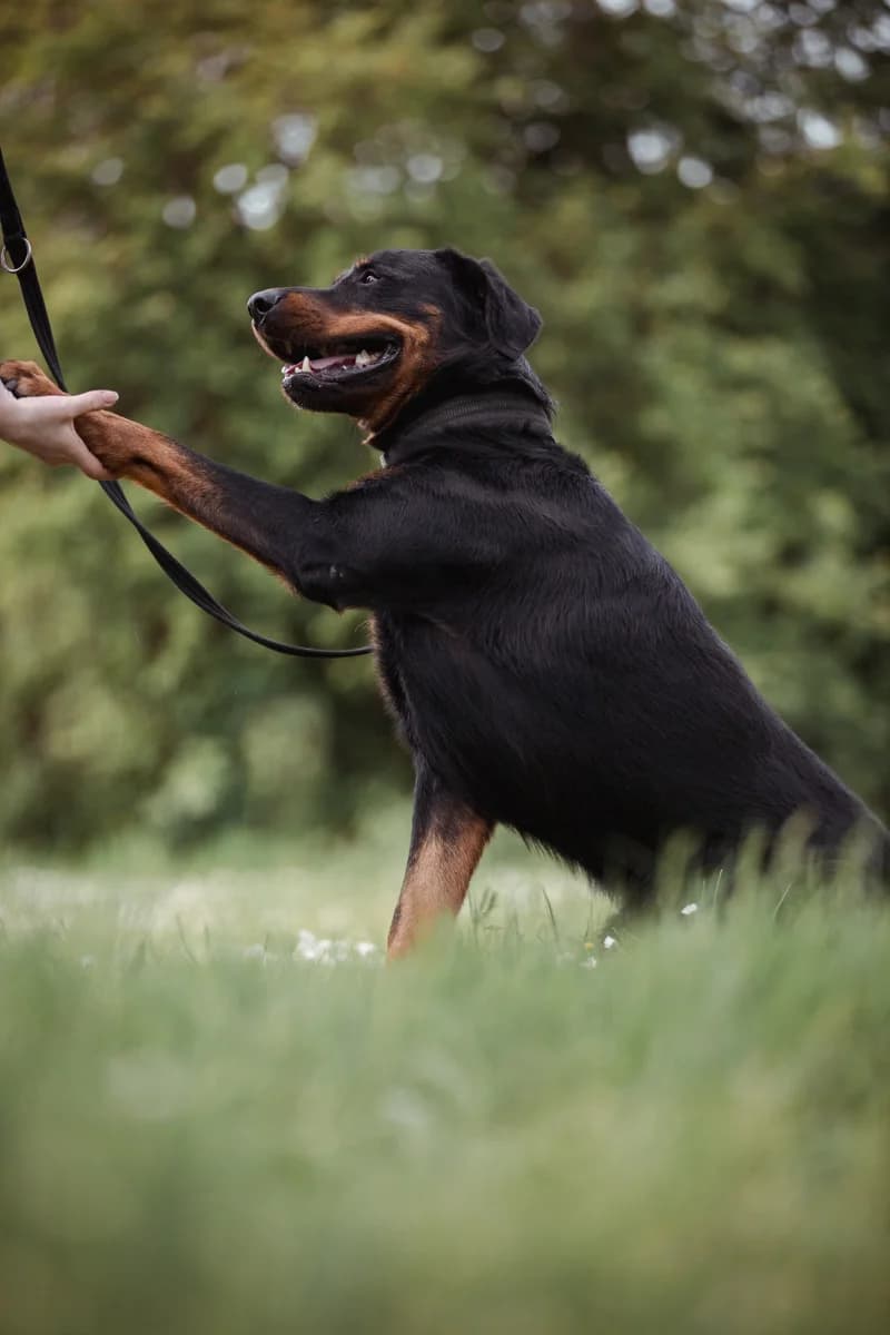 Salty, male Rottweiler for adoption at Tierheim Braunschweig, Braunschweig photo 3