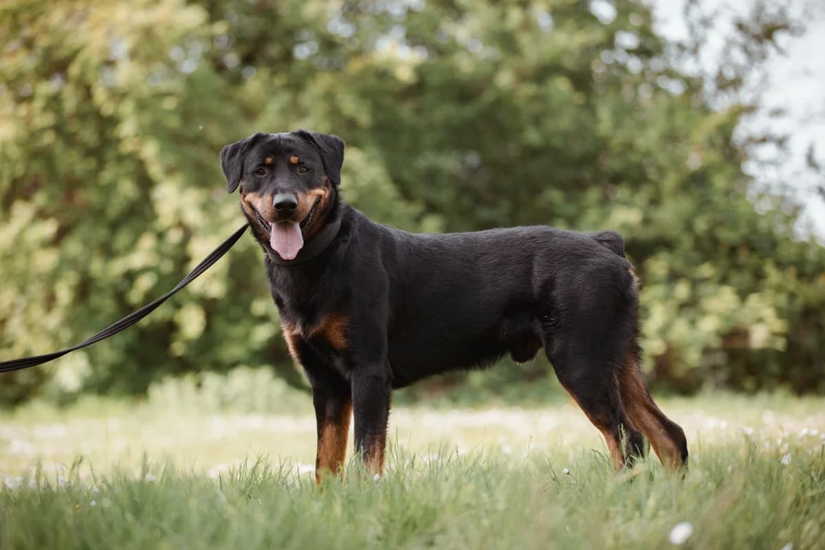 Salty, male Rottweiler for adoption at Tierheim Braunschweig, Braunschweig photo 4