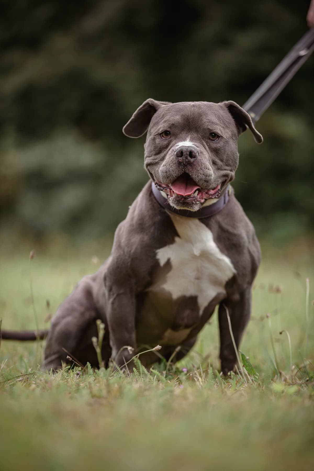 Bobby, male mixed breed for adoption at Braunschweig