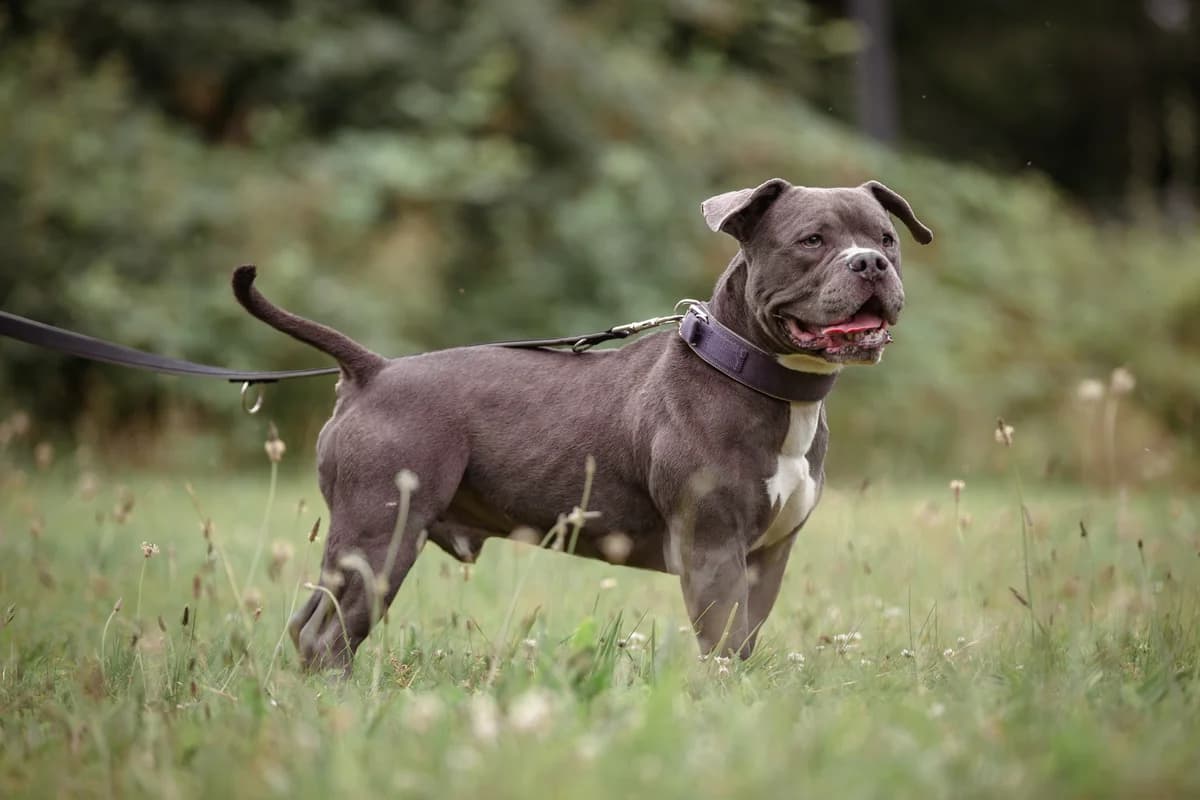 Bobby, male mixed breed for adoption at Tierheim Braunschweig, Braunschweig photo 2