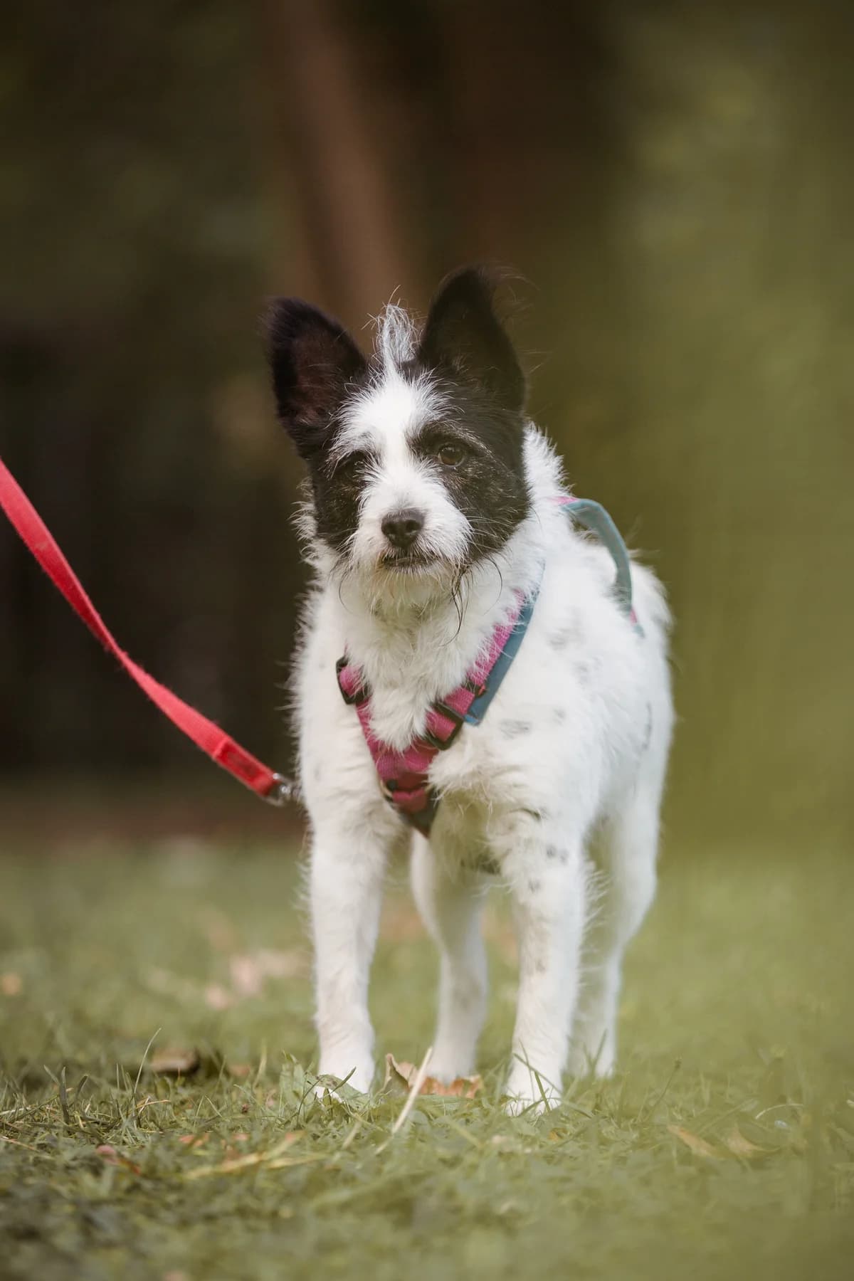 Grummel Griesgram, male Jack Russell Terrier for adoption at Braunschweig