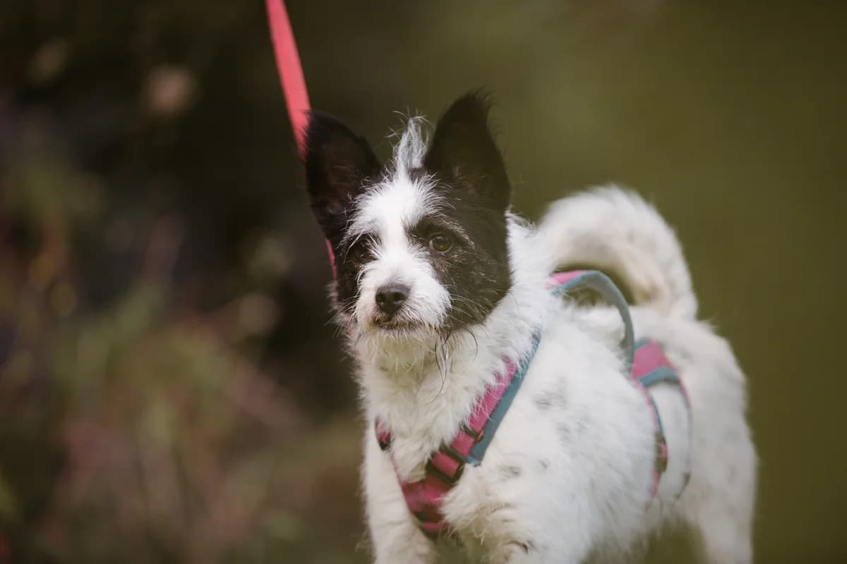 Grummel Griesgram, male Jack Russell Terrier for adoption at Tierheim Braunschweig, Braunschweig photo 2