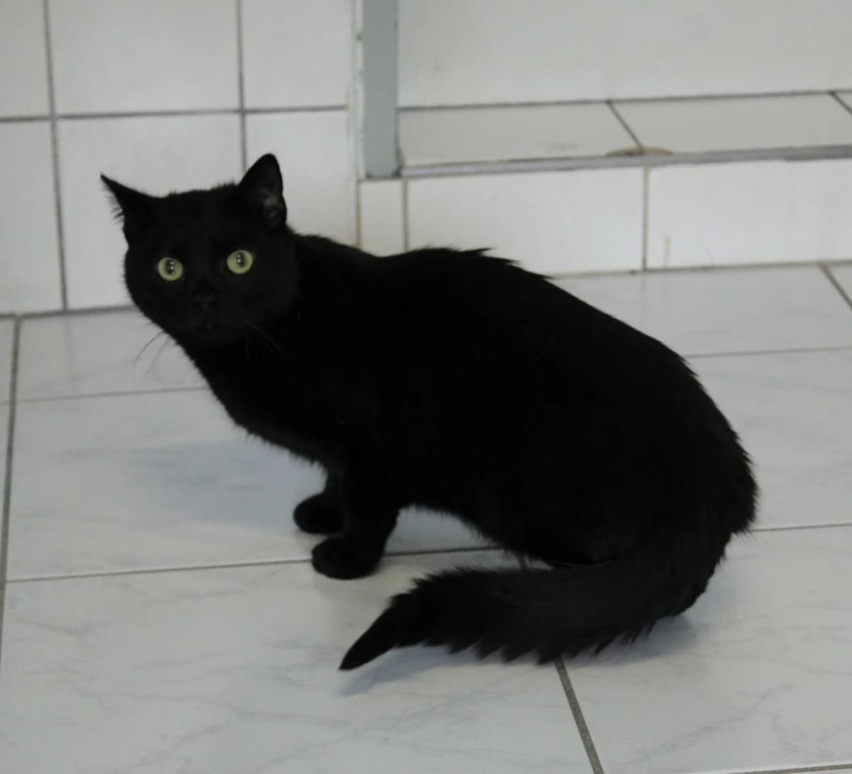 Ronja, female mixed breed for adoption at Braunschweig