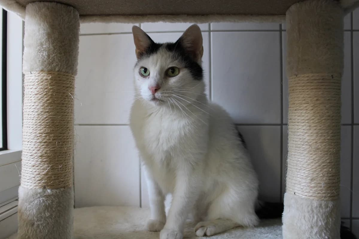 Sprotte, female senior mixed breed for adoption at Tierheim Braunschweig, Braunschweig