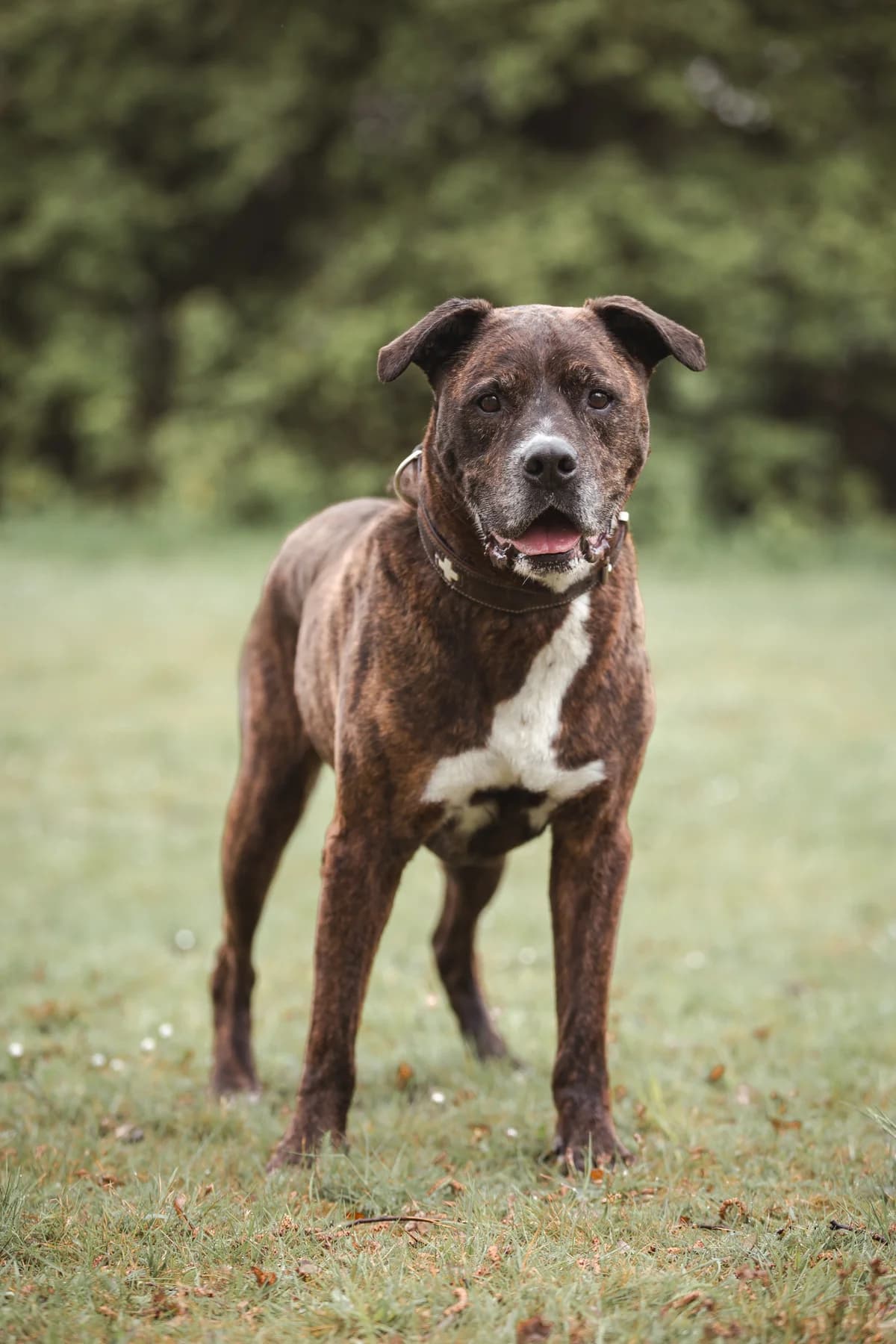 Rocky, male senior Mixed Breed for adoption at Tierheim Braunschweig, Braunschweig