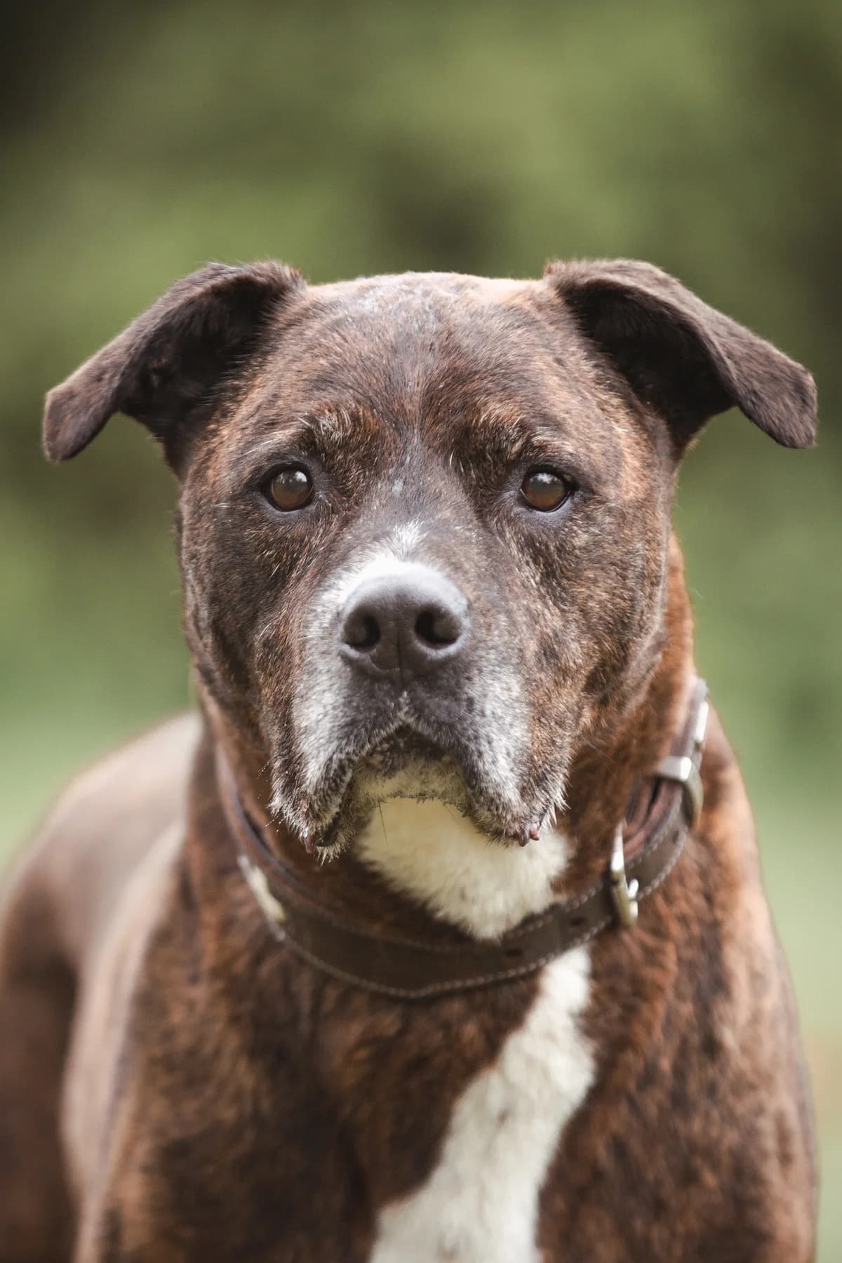 Rocky, male Mixed Breed for adoption at Tierheim Braunschweig, Braunschweig photo 2