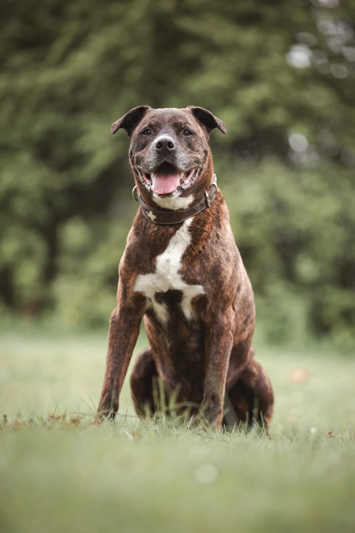 Rocky, male Mixed Breed for adoption at Tierheim Braunschweig, Braunschweig photo 3
