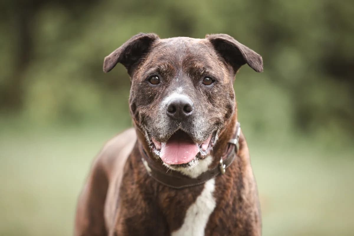 Rocky, male Mixed Breed for adoption at Tierheim Braunschweig, Braunschweig photo 4