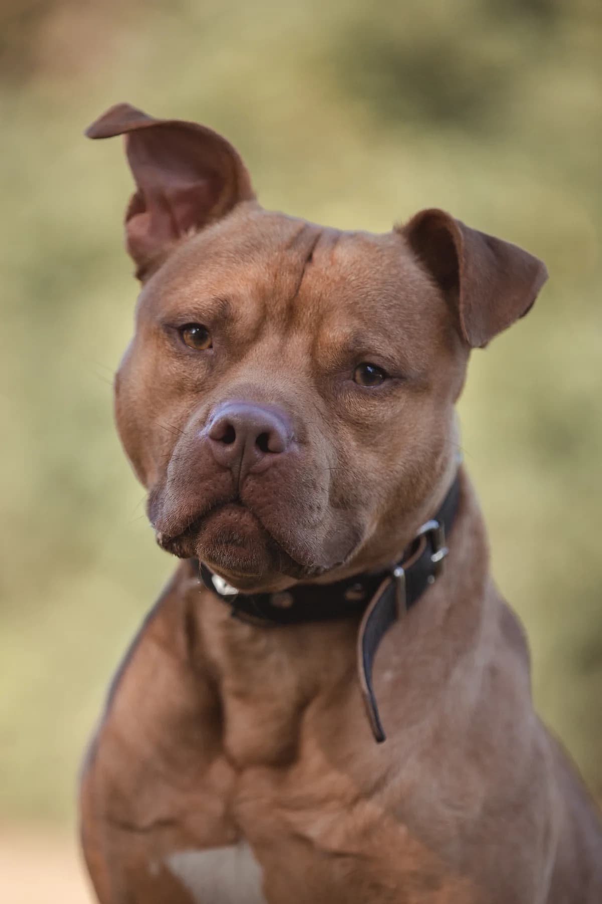 Knödel, male Staffordshire Bull Terrier for adoption at Braunschweig