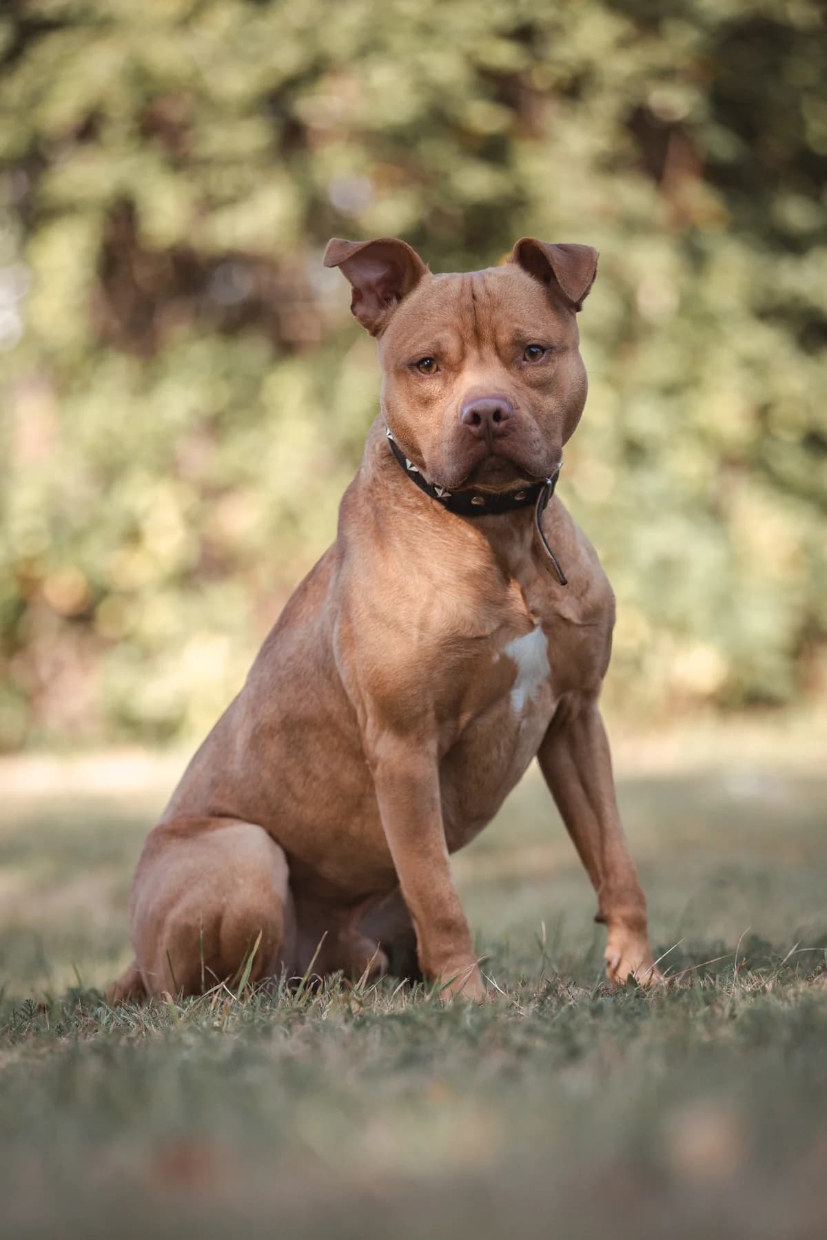 Knödel, male Staffordshire Bull Terrier for adoption at Tierheim Braunschweig, Braunschweig photo 2