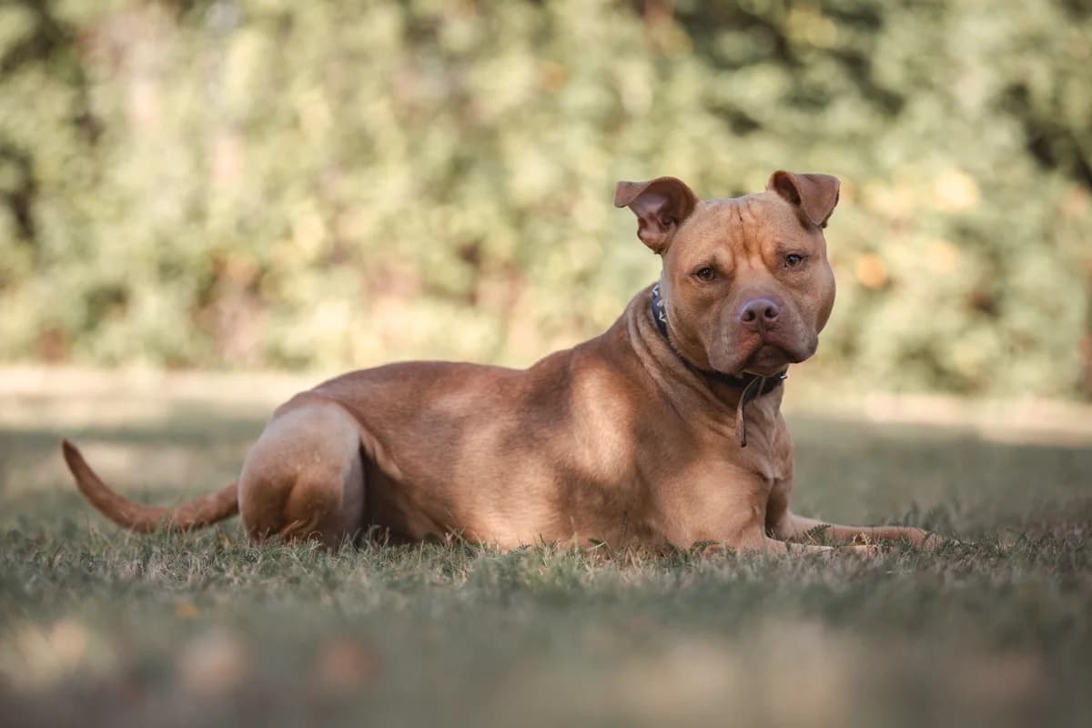 Knödel, male Staffordshire Bull Terrier for adoption at Tierheim Braunschweig, Braunschweig photo 3