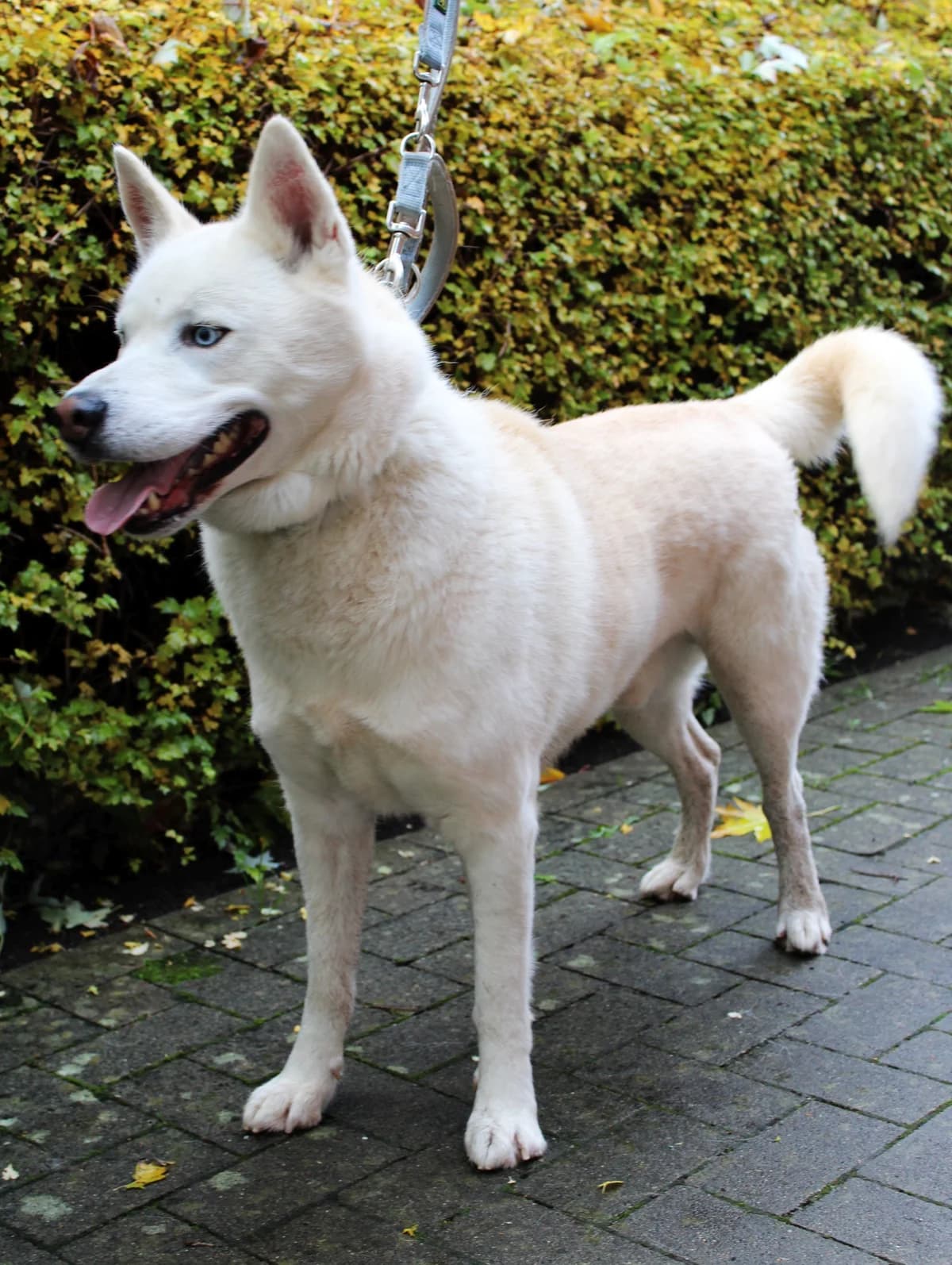 Balou, male Husky for adoption at Braunschweig