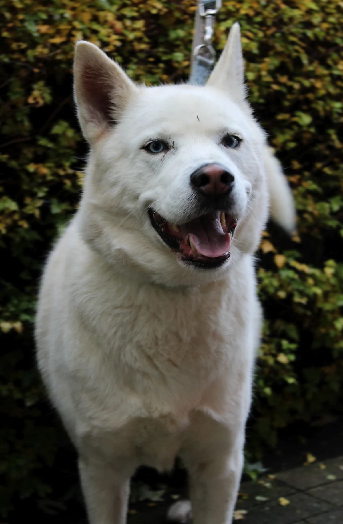 Balou, male Husky for adoption at Tierheim Braunschweig, Braunschweig photo 2