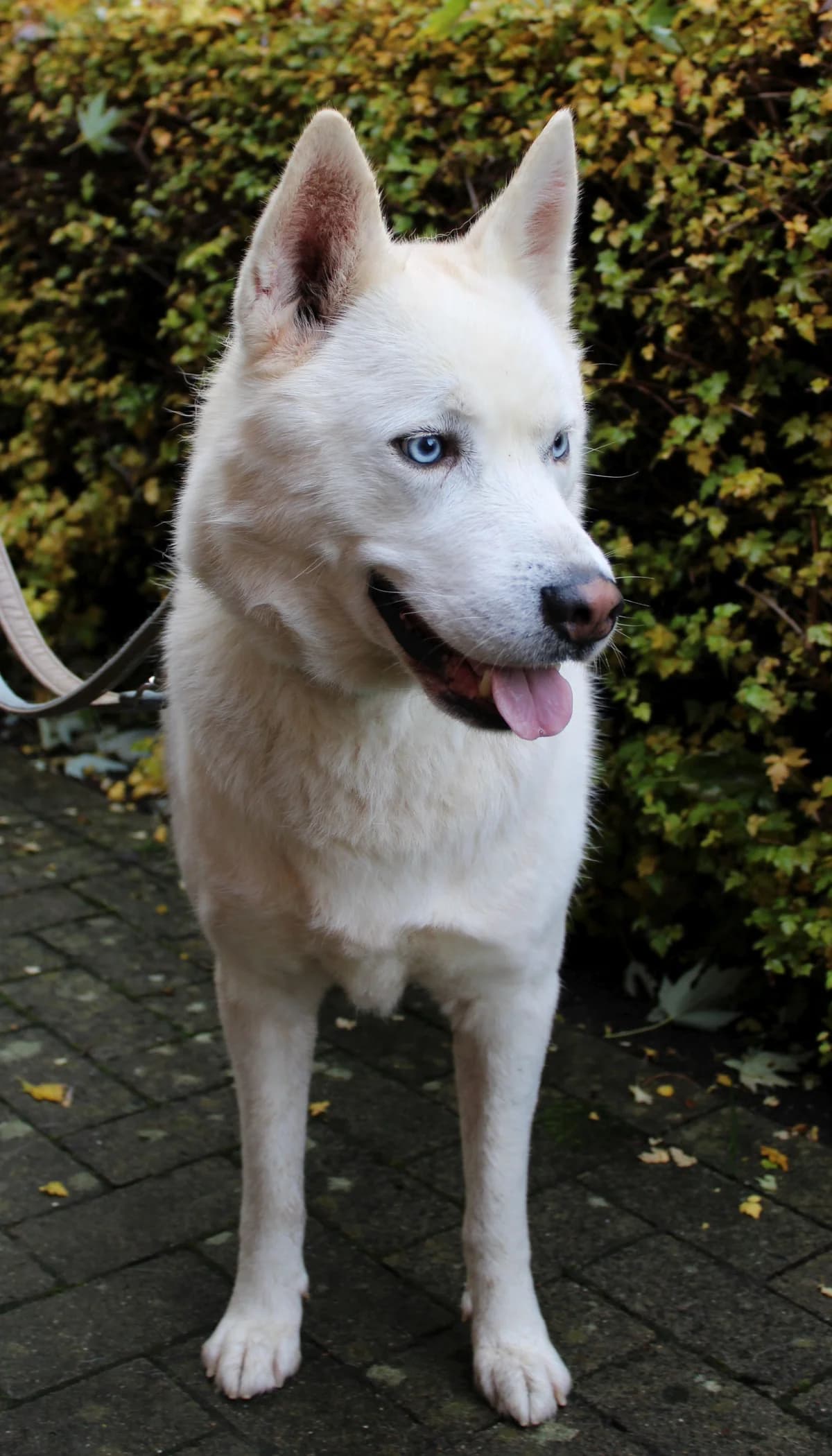 Balou, male Husky for adoption at Tierheim Braunschweig, Braunschweig photo 3