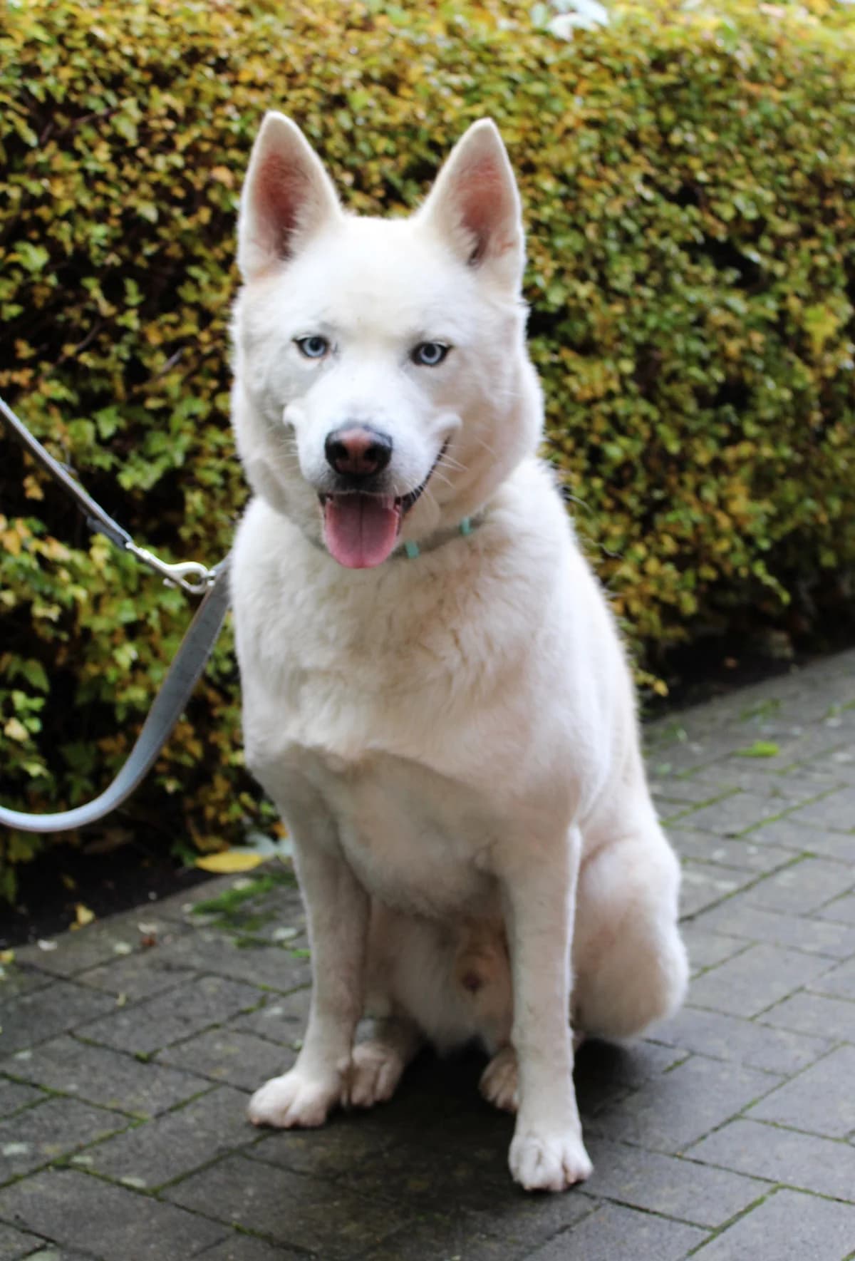 Balou, male Husky for adoption at Tierheim Braunschweig, Braunschweig photo 4