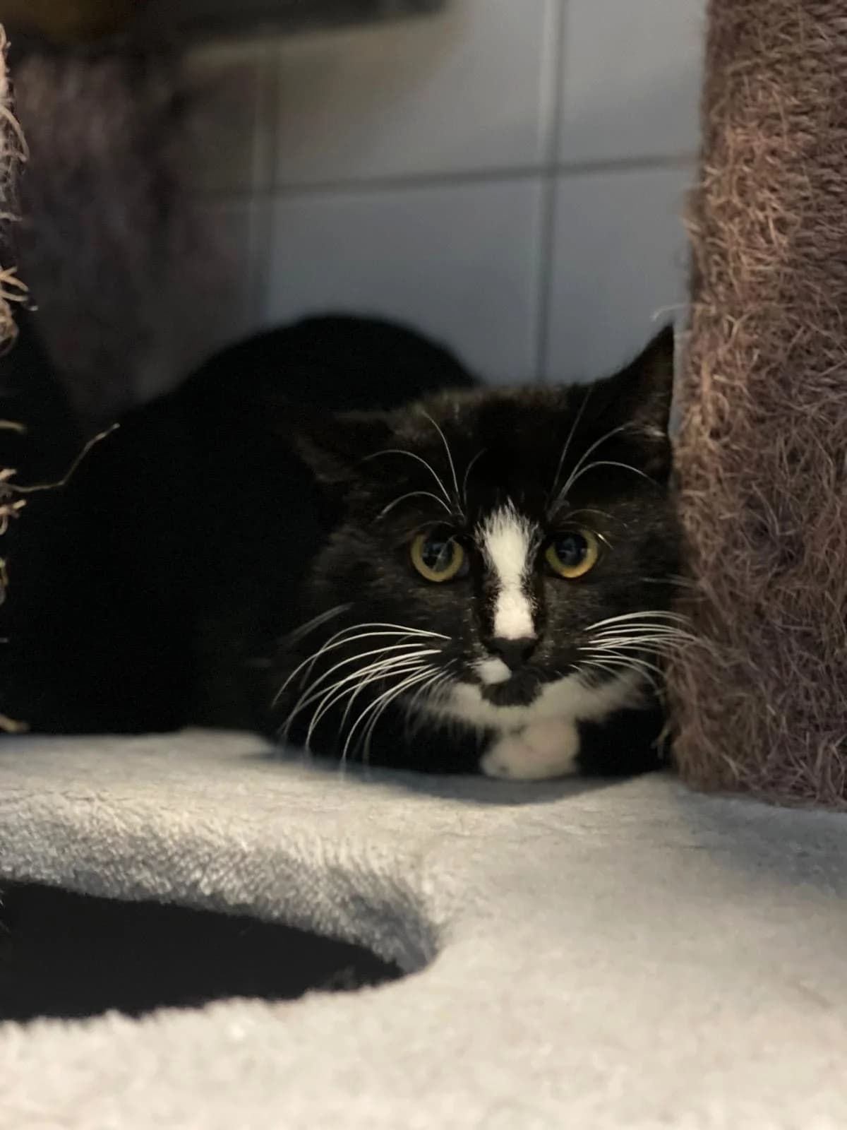 Benito, male mixed breed for adoption at Braunschweig