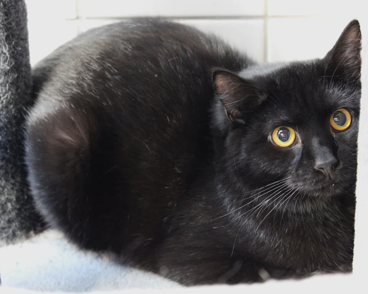 Pluto, male mixed breed for adoption at Braunschweig