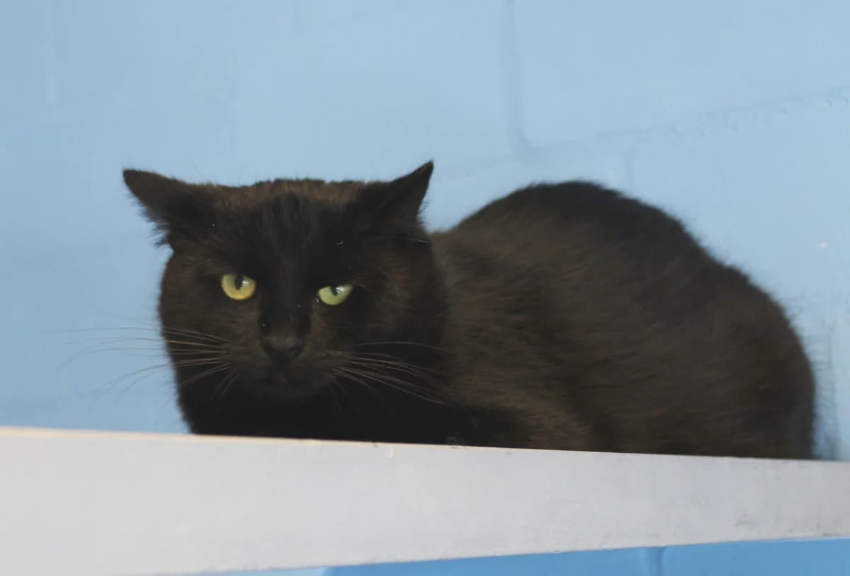 Jupiter, male mixed breed for adoption at Braunschweig