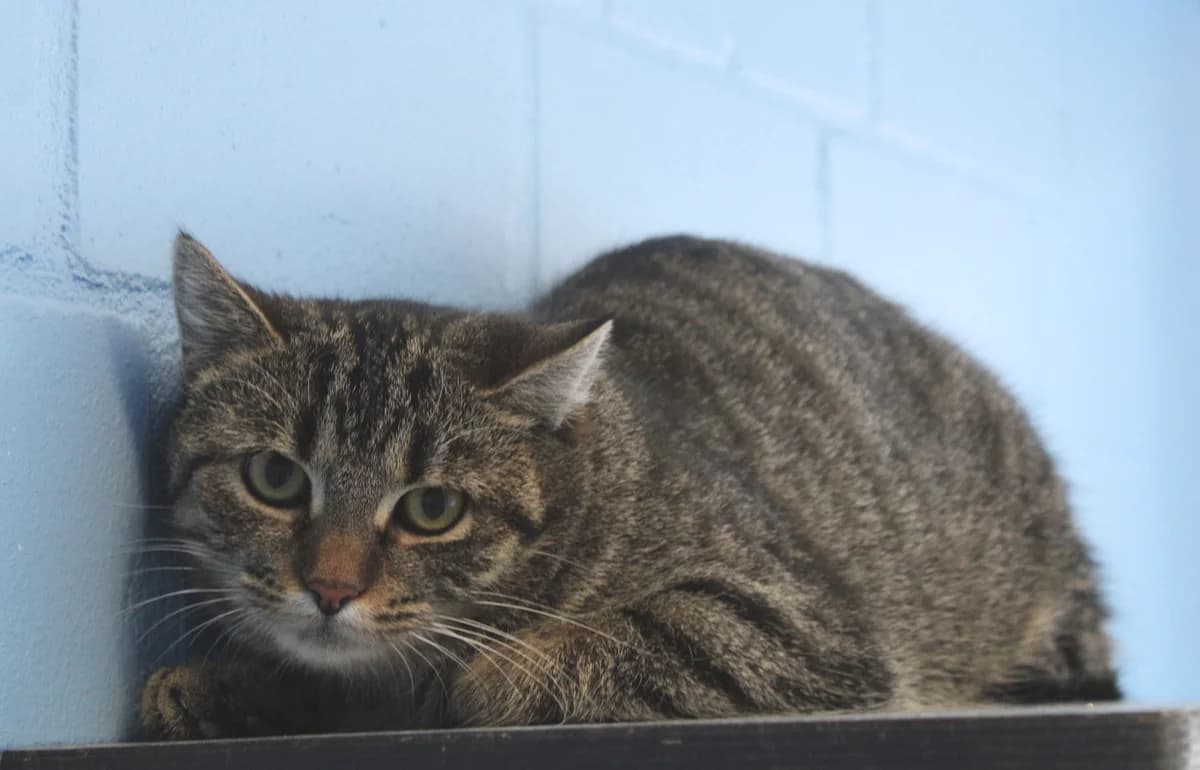 Elsa, female mixed breed for adoption at Tierheim Braunschweig, Braunschweig