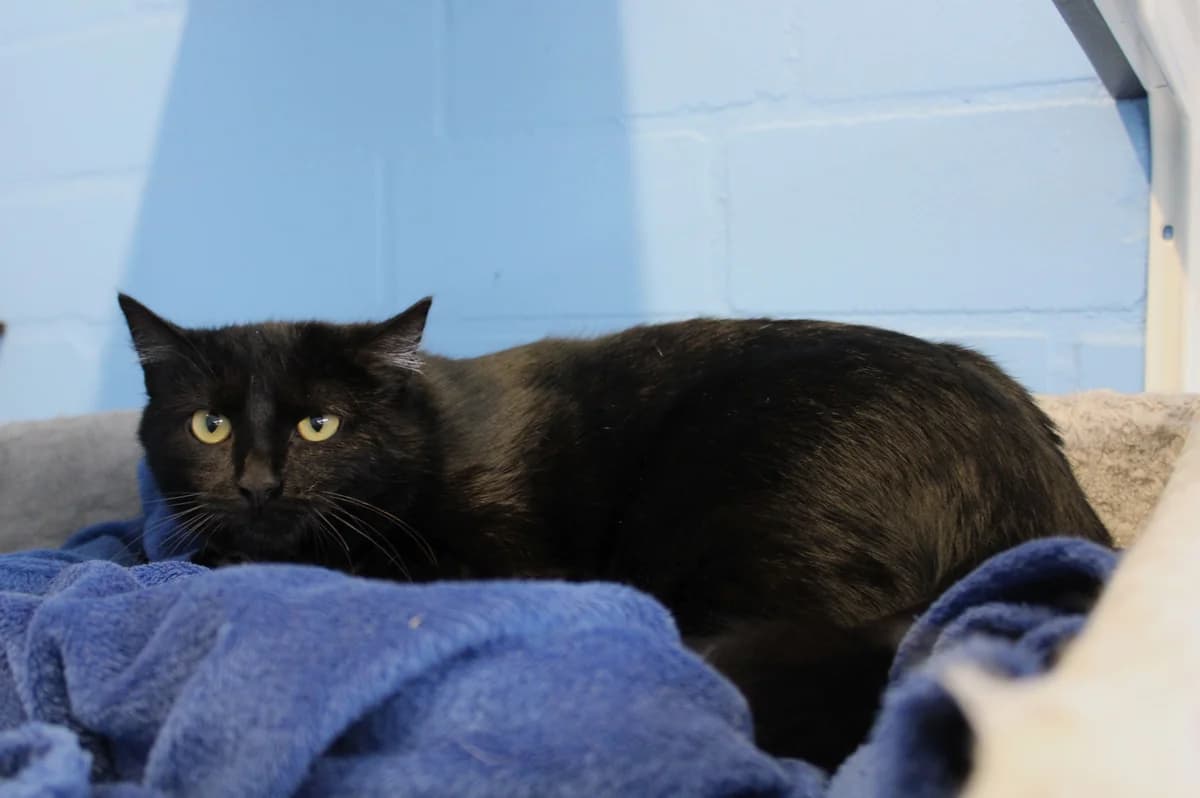 Anna, female mixed breed for adoption at Braunschweig