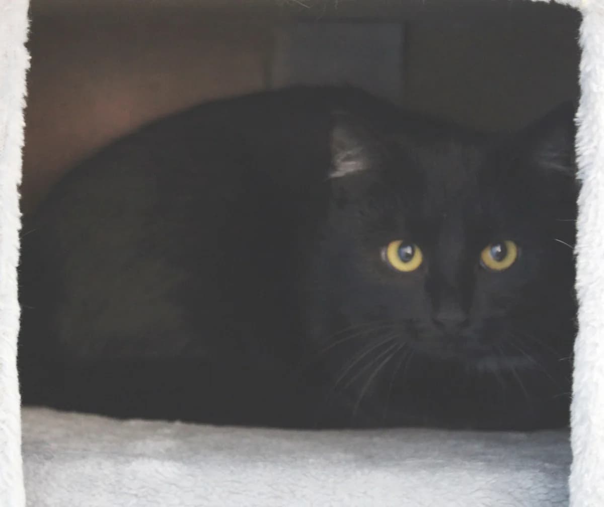 Anna, female mixed breed for adoption at Tierheim Braunschweig, Braunschweig — photo 2 of 2