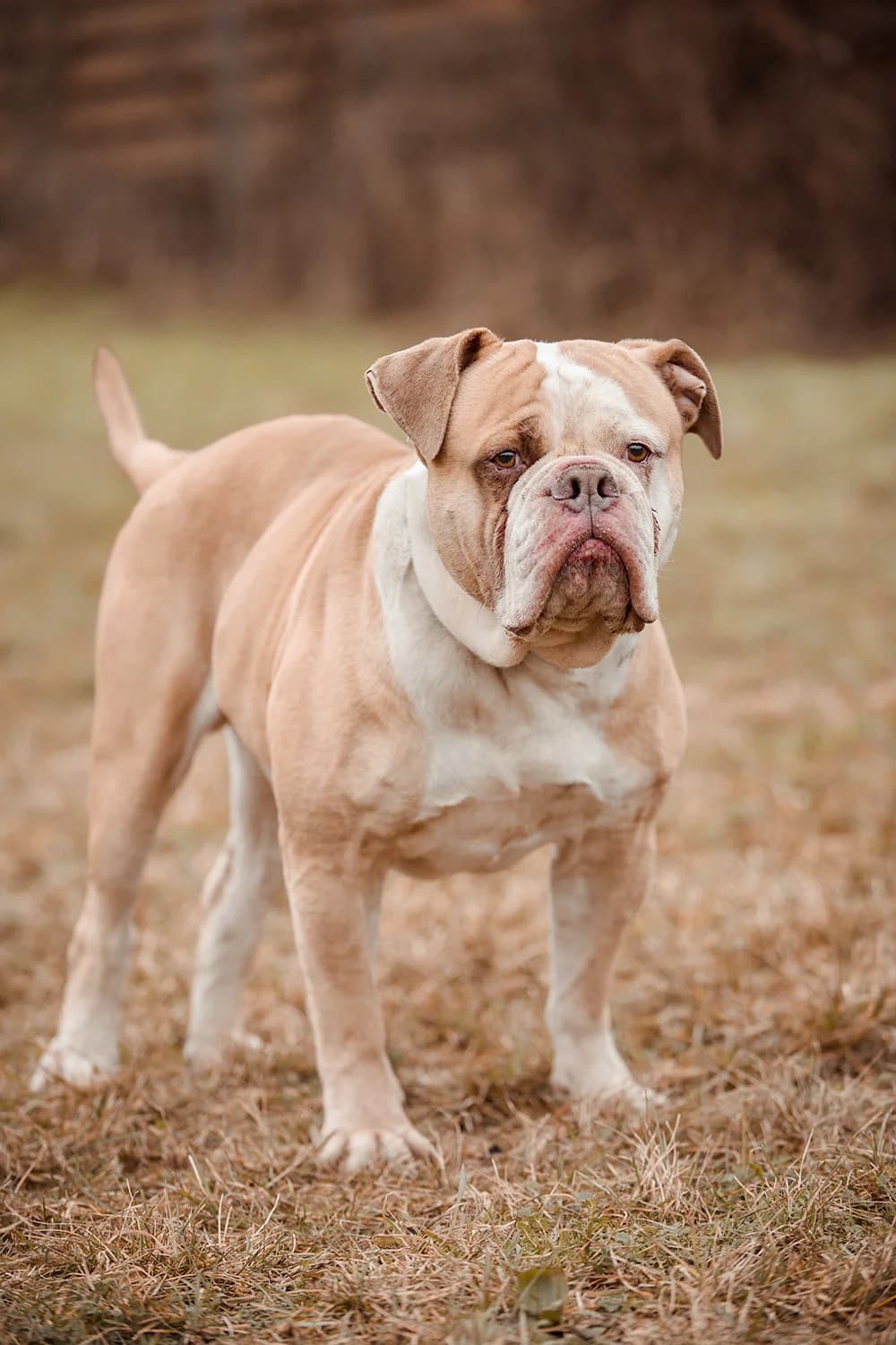 Grisu, male English Bulldog for adoption at Braunschweig