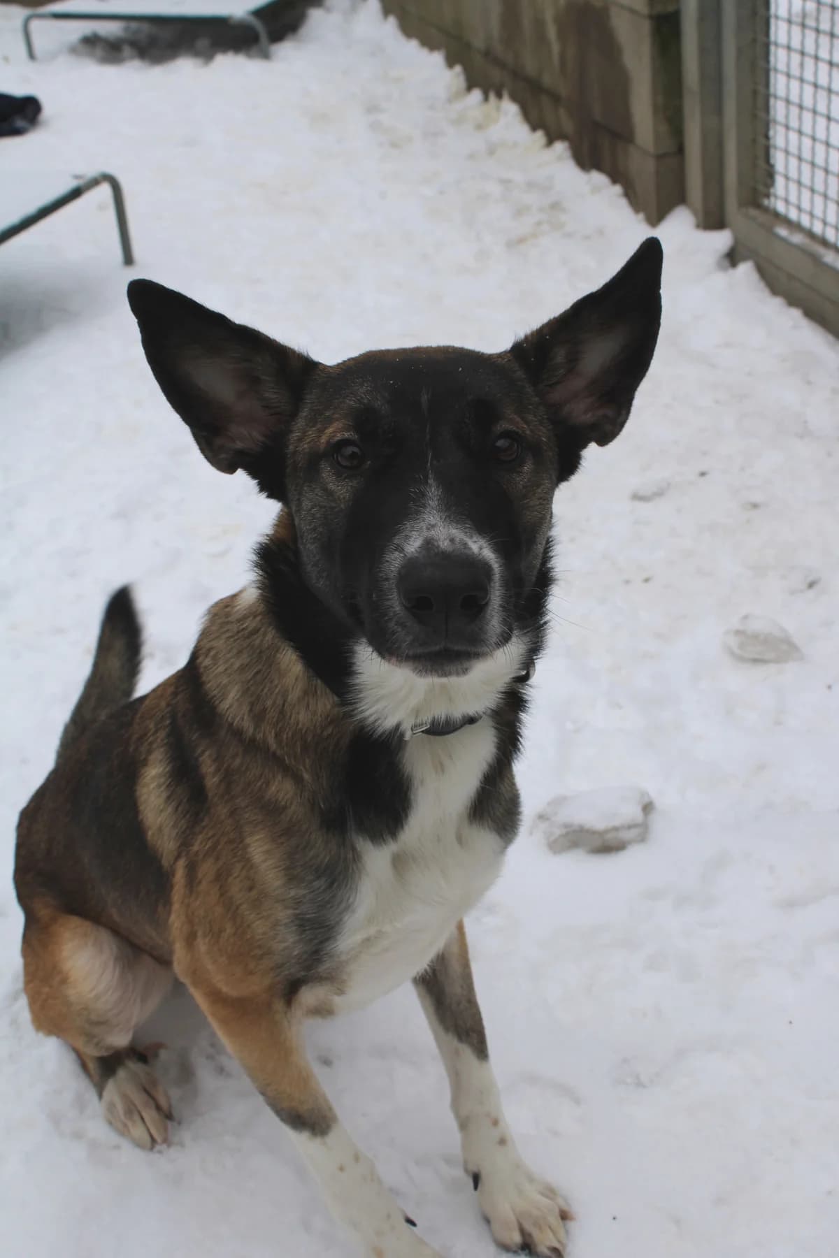 Myrah, female Mixed Breed for adoption at Tierheim Braunschweig, Braunschweig