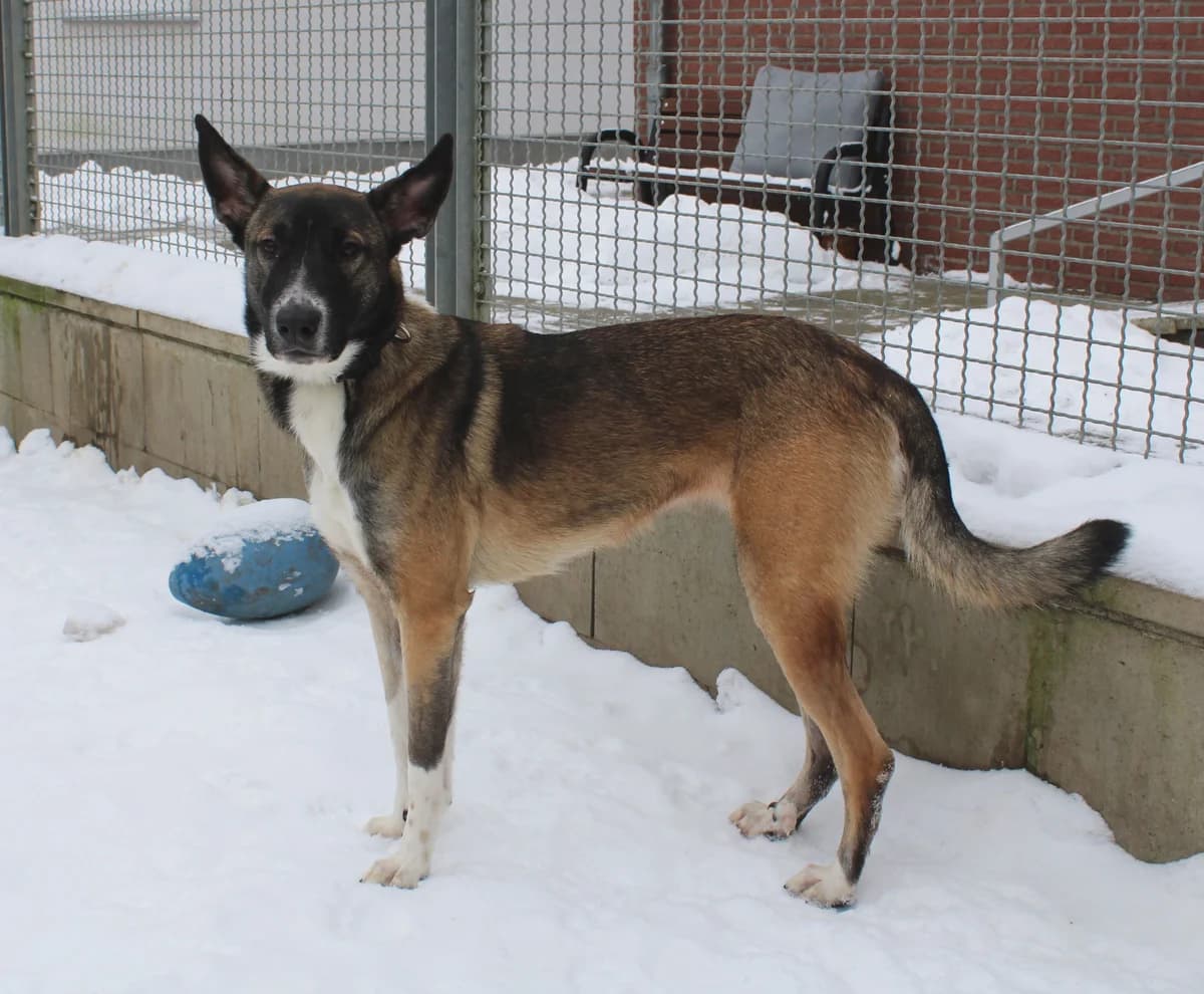 Myrah, female Mixed Breed for adoption at Tierheim Braunschweig, Braunschweig photo 2