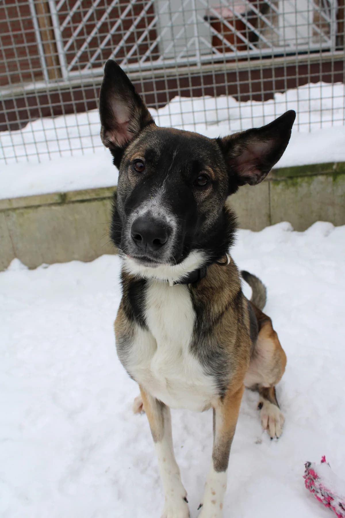 Myrah, female Mixed Breed for adoption at Tierheim Braunschweig, Braunschweig photo 3