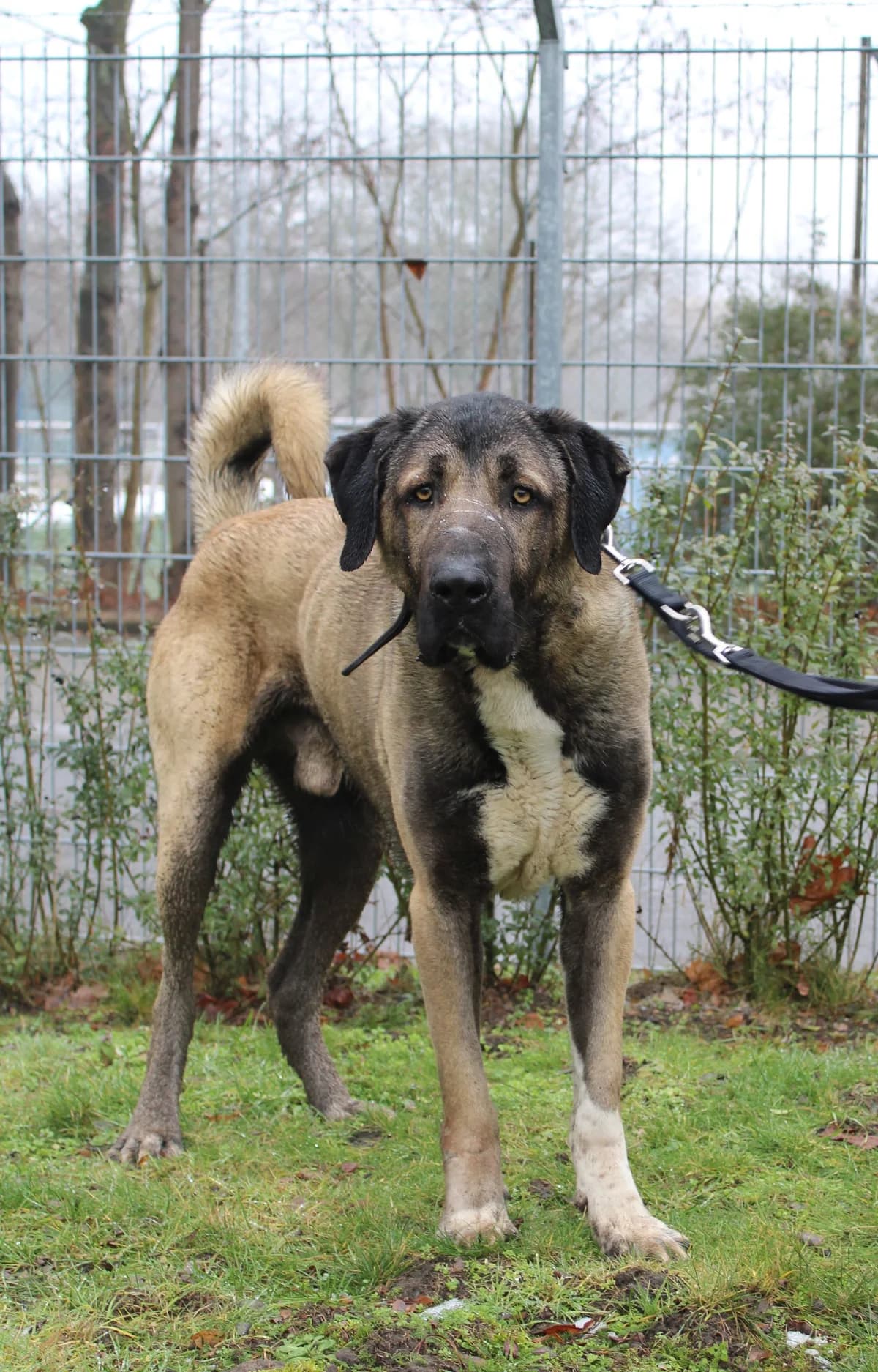 Ates, male mixed breed for adoption at Braunschweig